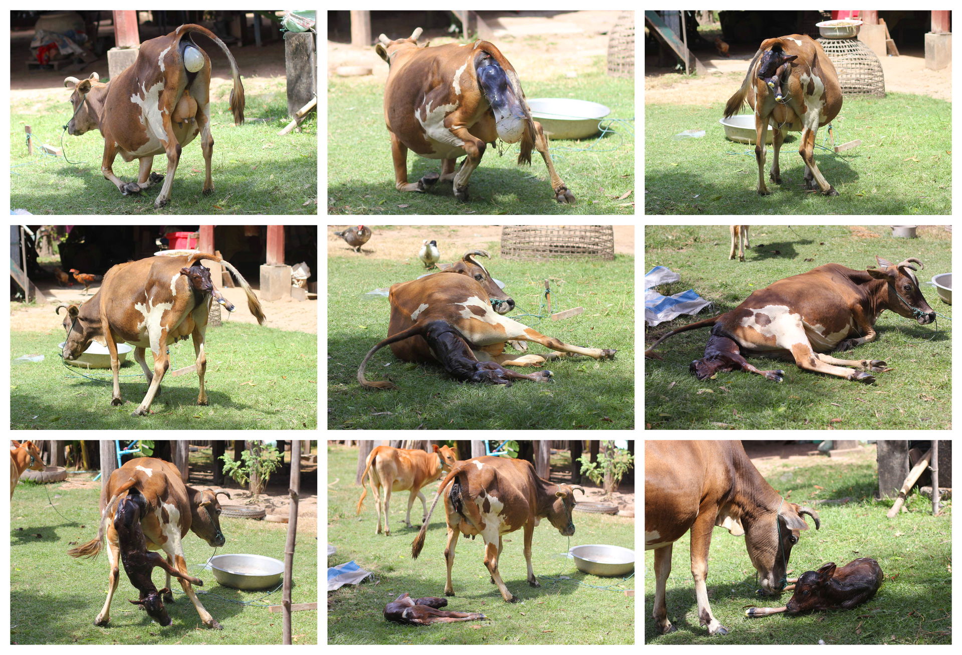 Cow giving birth to a calf, in a garden in Laos. Step by step, …