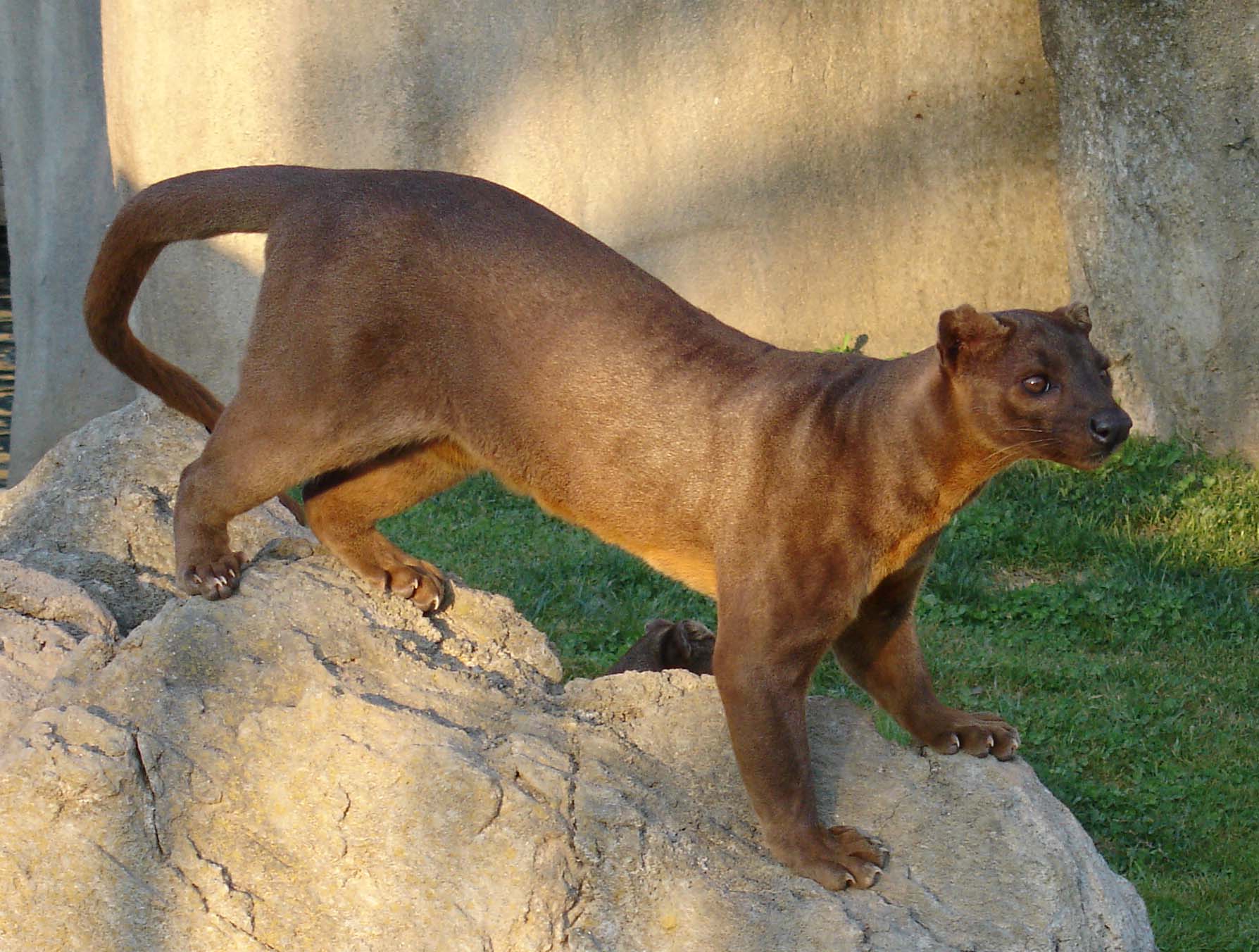 Fossa (Cryptoprocta ferox), a carnivore of Madagascar, Bioparc …
