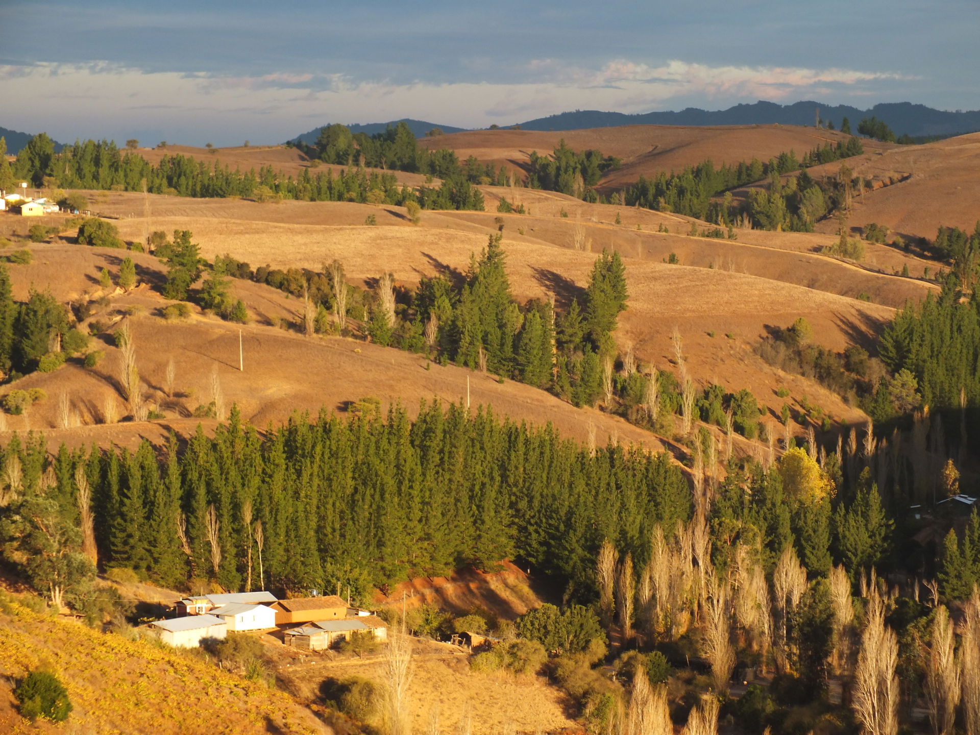 Viñas entre Trehuaco y Quirihue.