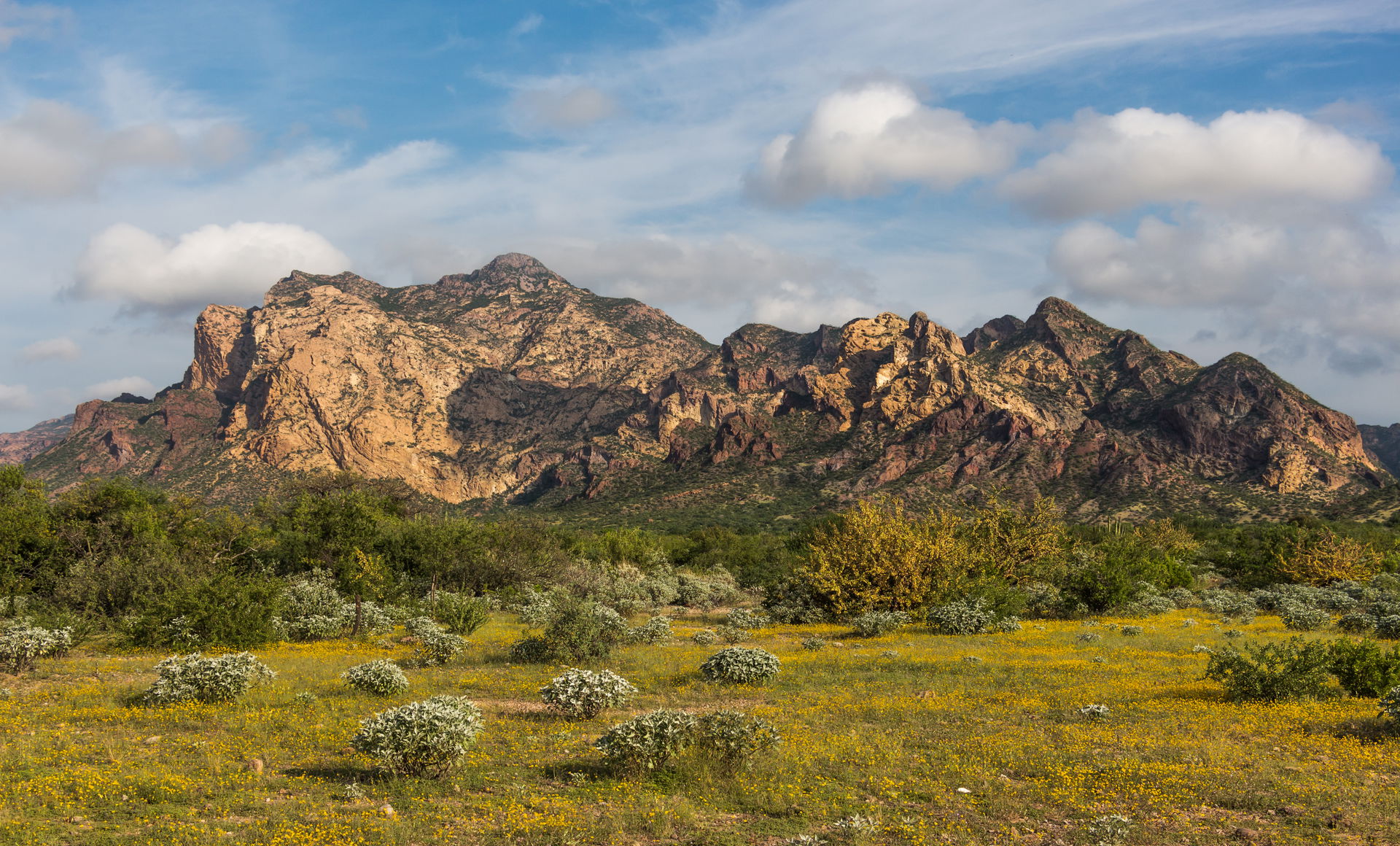 Sonoran desert in San Carlos, Sonora, Mexico during the bloomin…