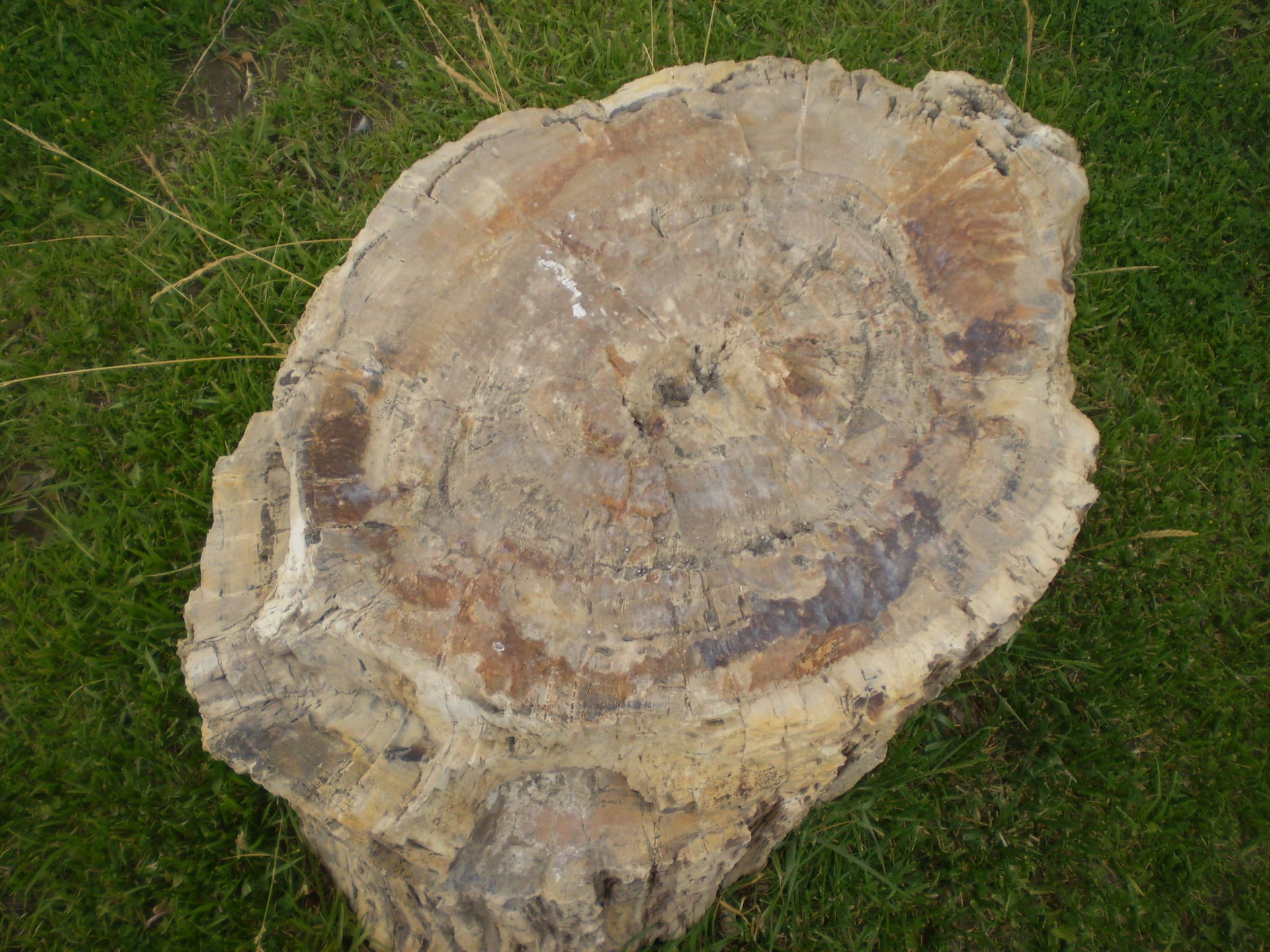 Plaza de árboles fósiles (madera petrificada) de Ingeniero Jaco…
