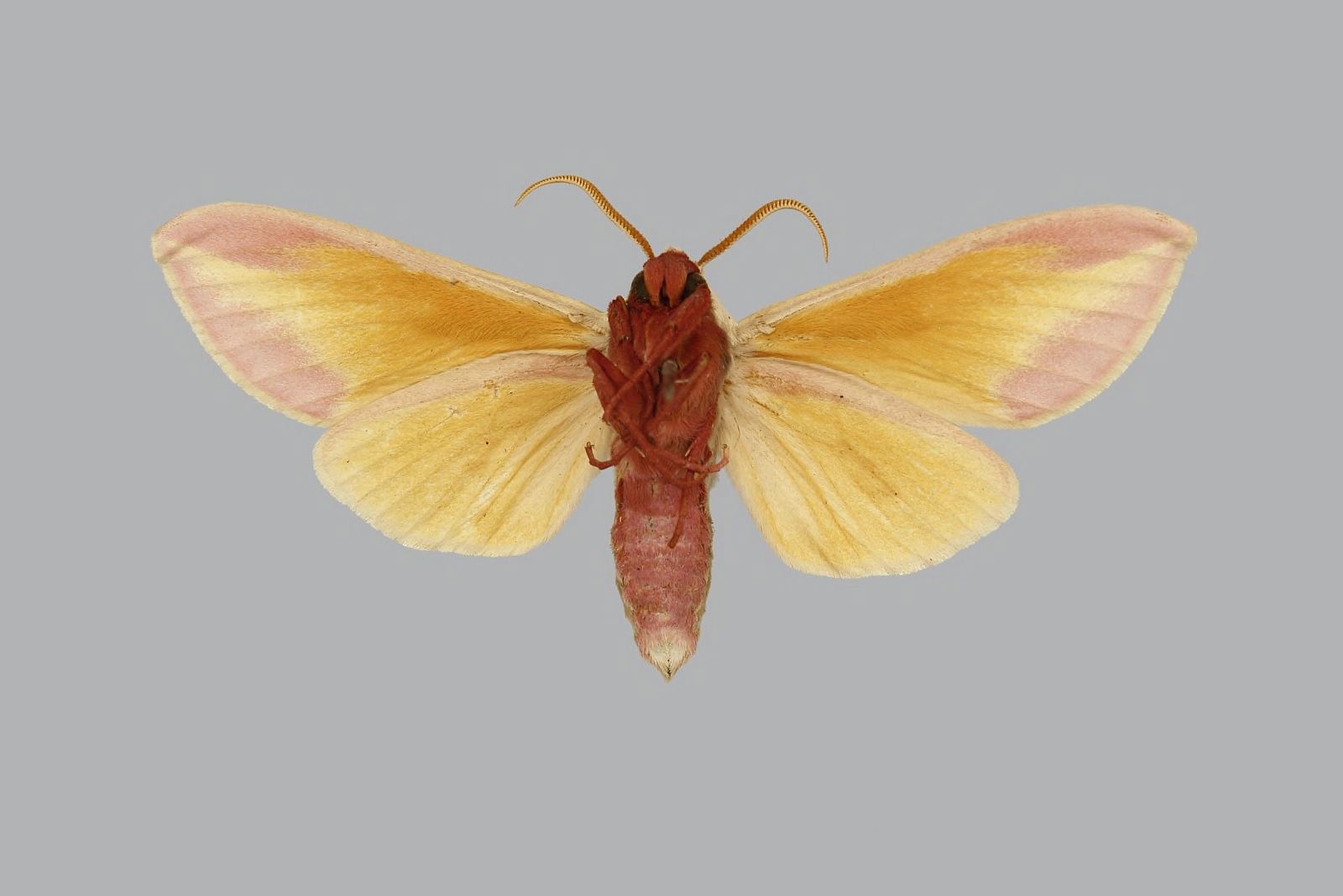 Leucophlebia edentata, male, underside. Ghana, Gold Coast, N. T…