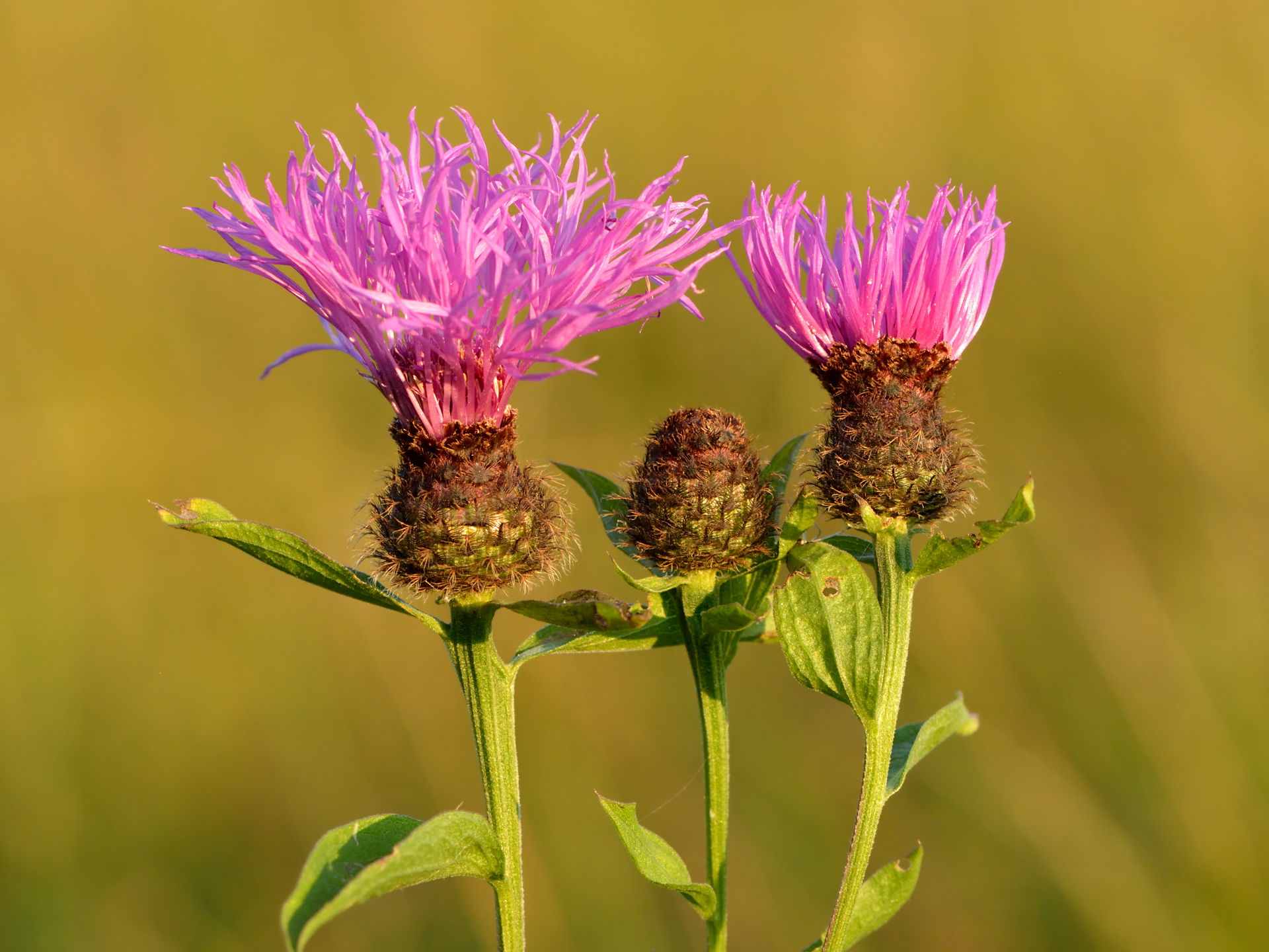 Wig knapweed (Centaurea phrygia). Keila, Northwestern Estonia.