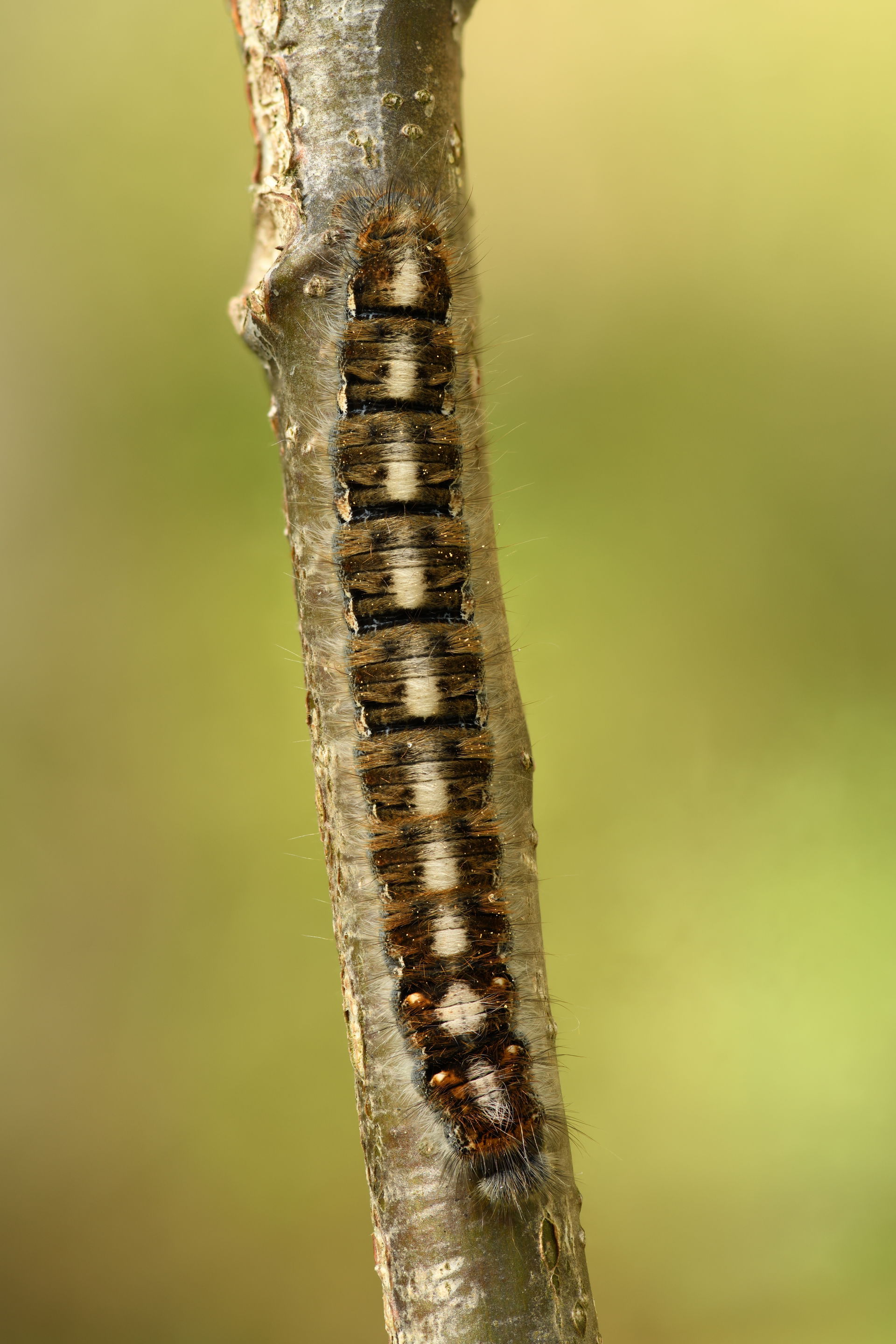 Oak eggar 4th instar caterpillar (top view). Body length 53 mm