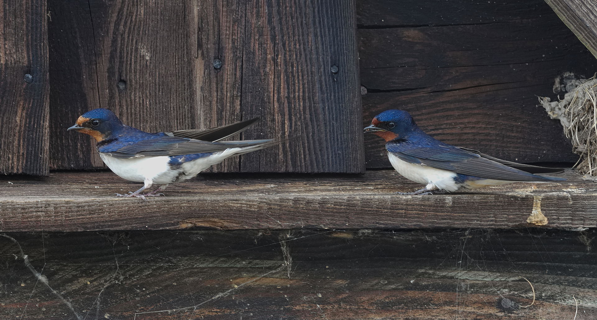 Barn swallows - Hirundo rustica. Taken in Wesenberg, Mecklenbur…