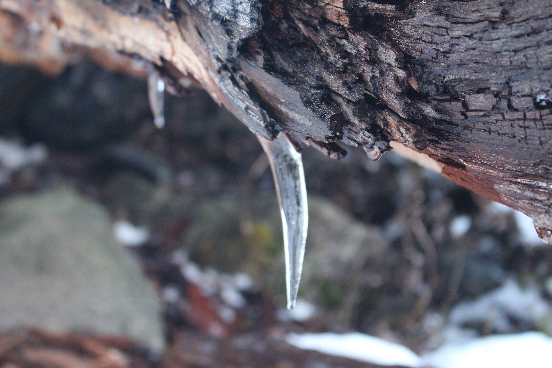 Invierno 2015 en El Maiten