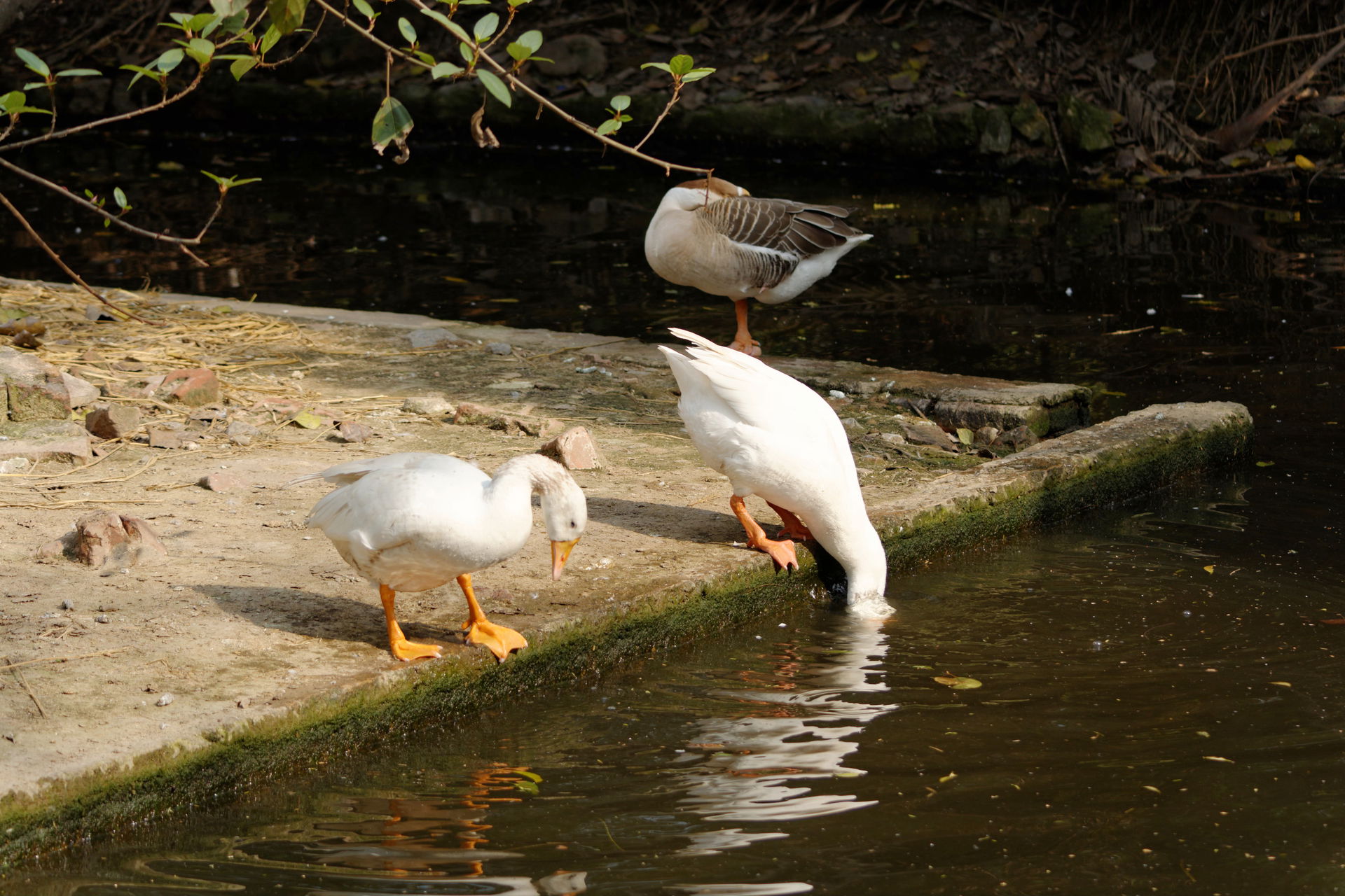 Domesticated geese at Delhi Zoo