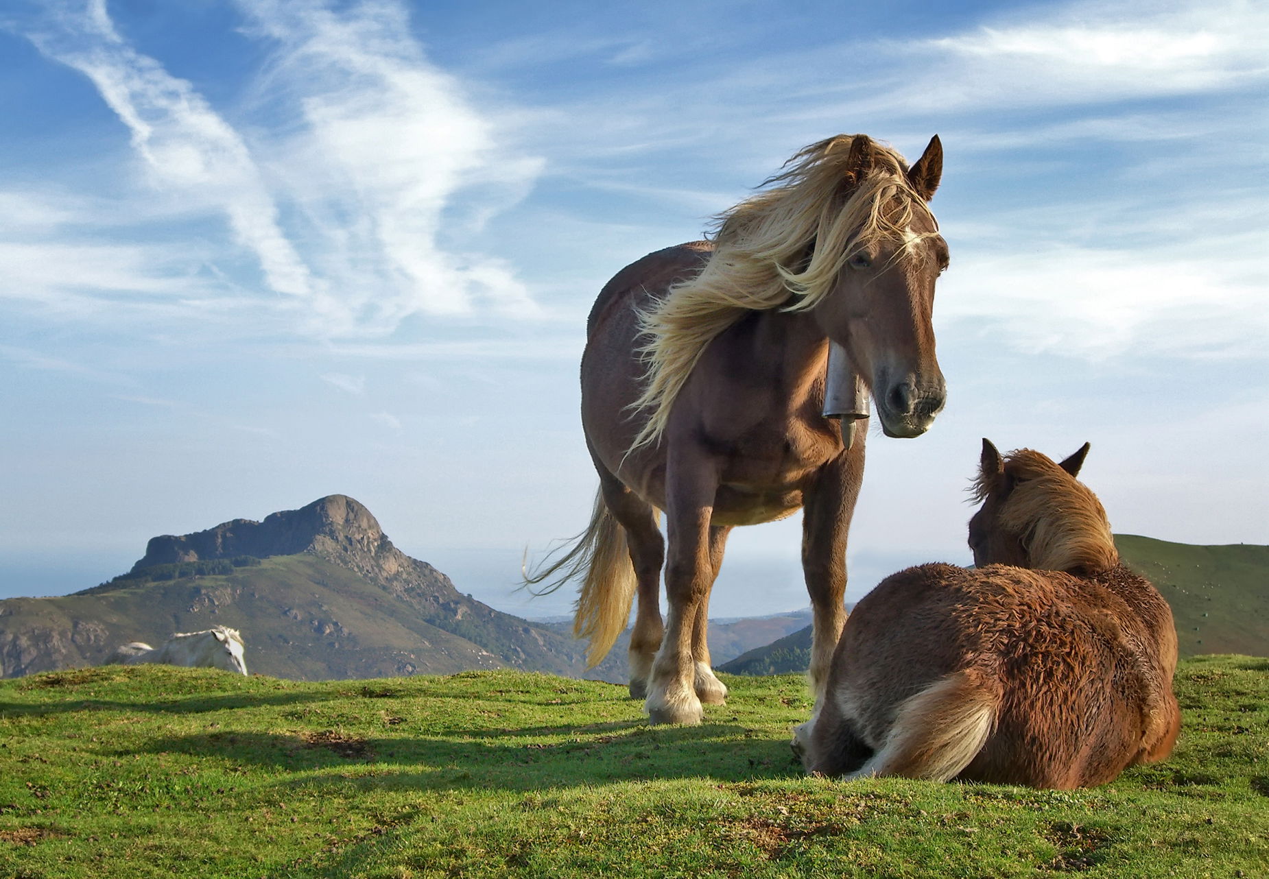 Horses on Bianditz mountain, in Navarre, Spain. Behind them Aia…