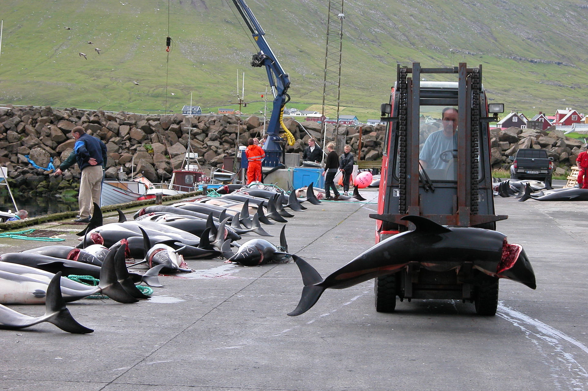 Whaling in the Faroe Islands, Hvalba