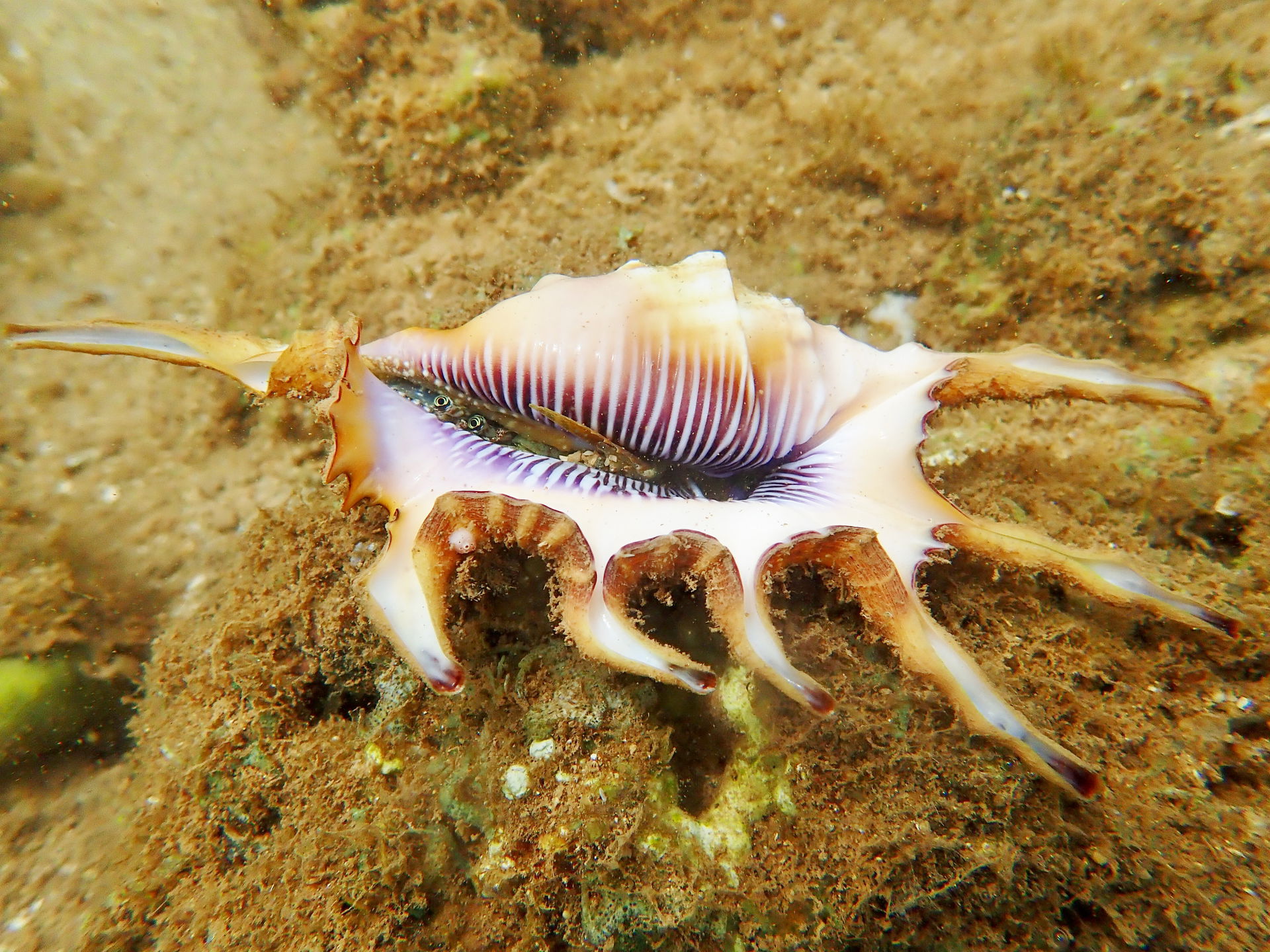 A live scorpion conch (Lambis scorpius) seen in Majicavo, Mayot…