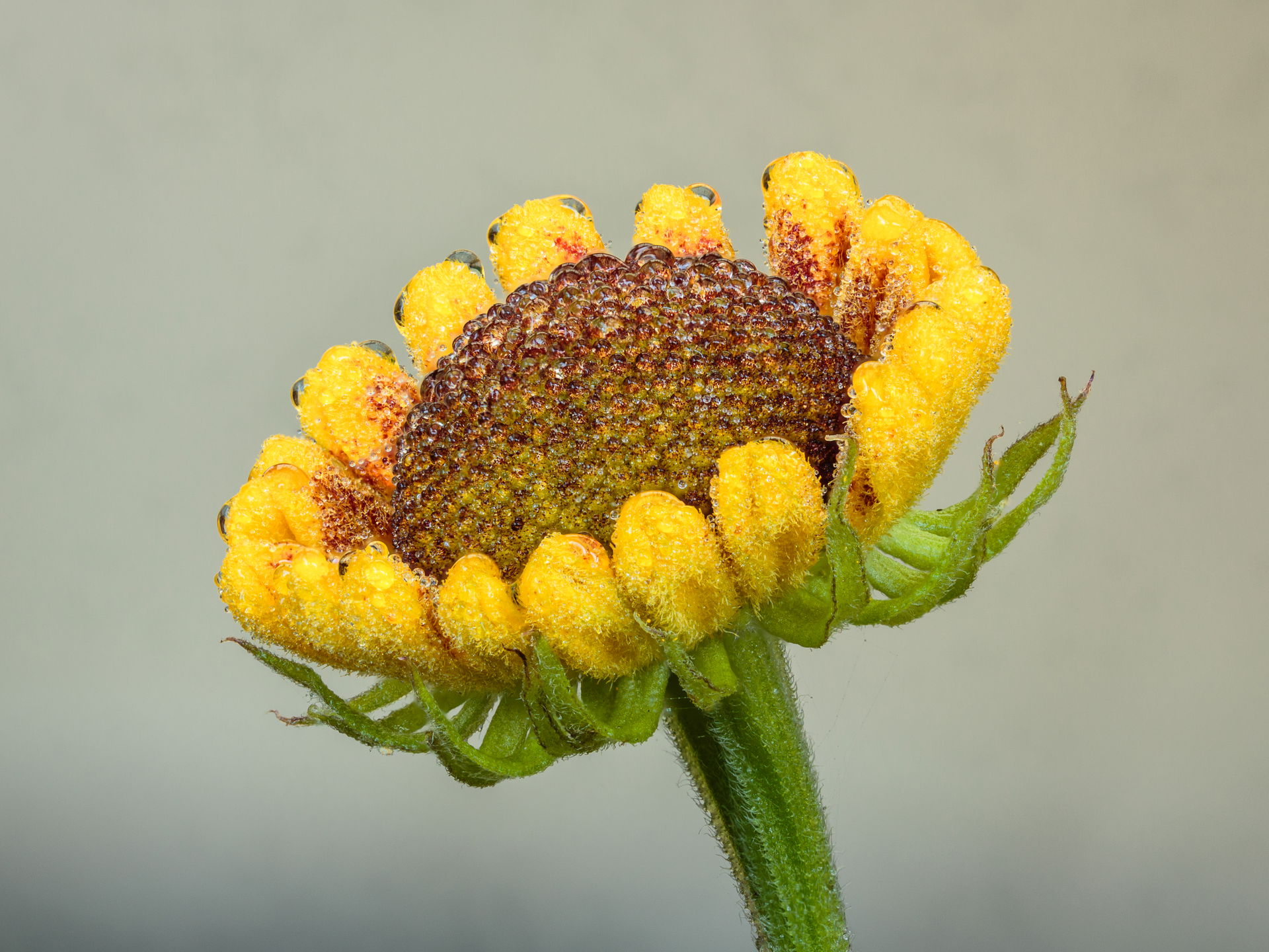 Cracked flower bud of a Helenium 'El Dorado'. Focus stack of 23…