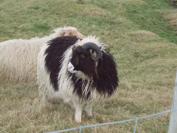 Saltnes