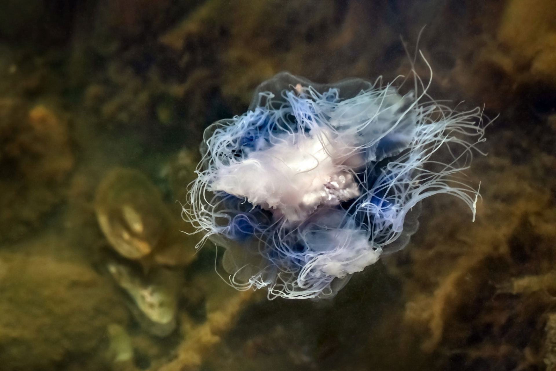 Underside of an expanded bluefire jellyfish (Cyanea lamarckii) …