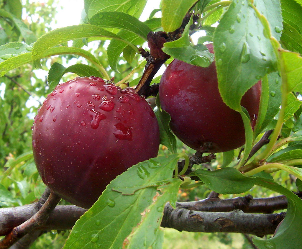 wet plums on tree