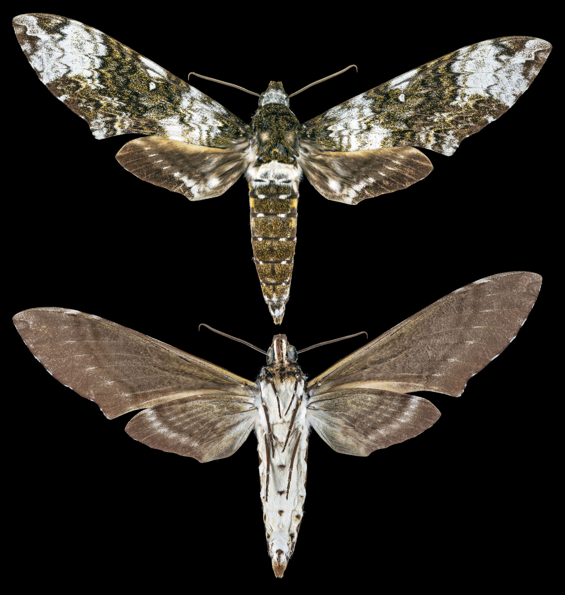 Manduca albiplaga - Two views of same specimen