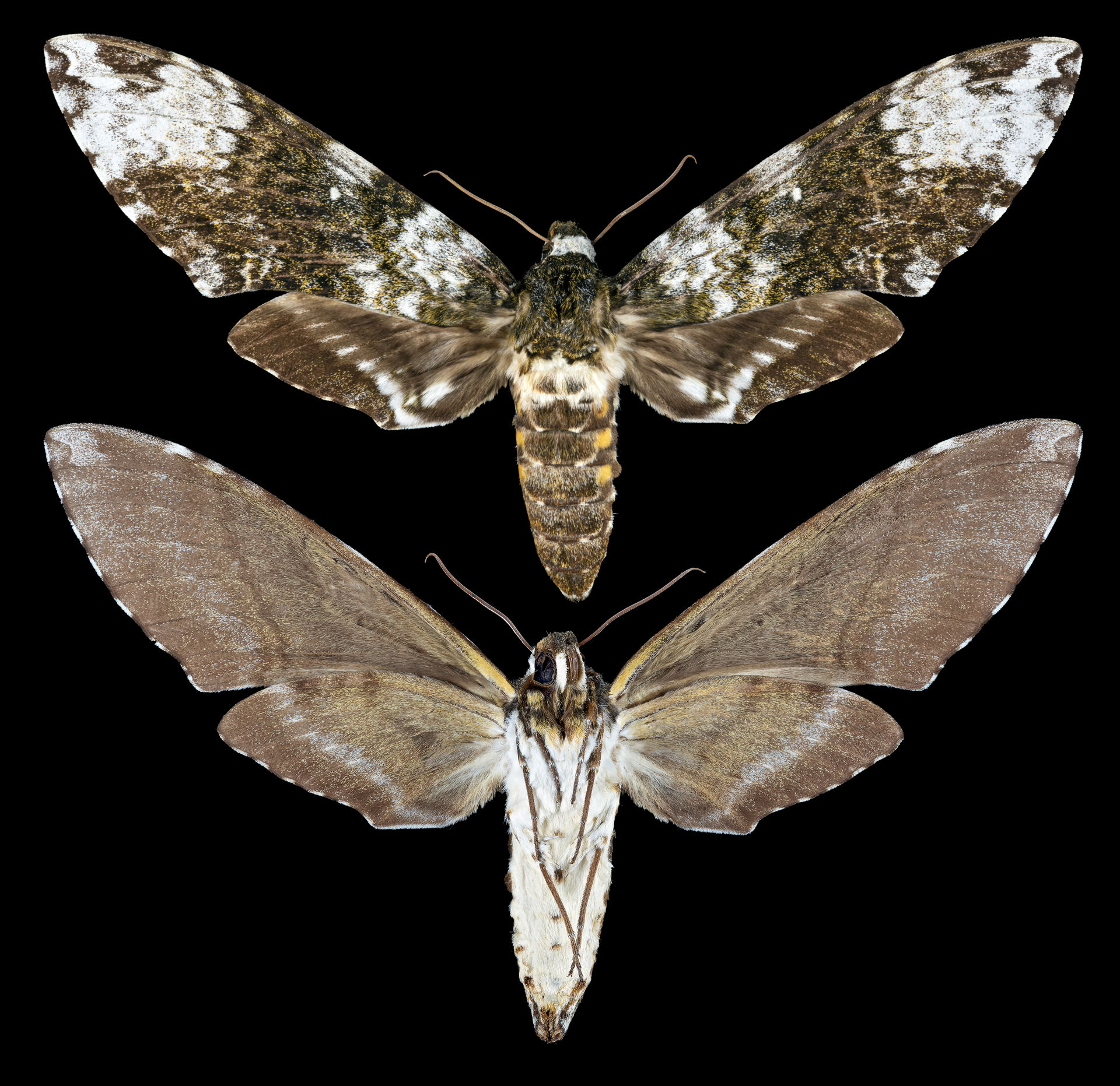 Manduca albiplaga - Two views of same specimen