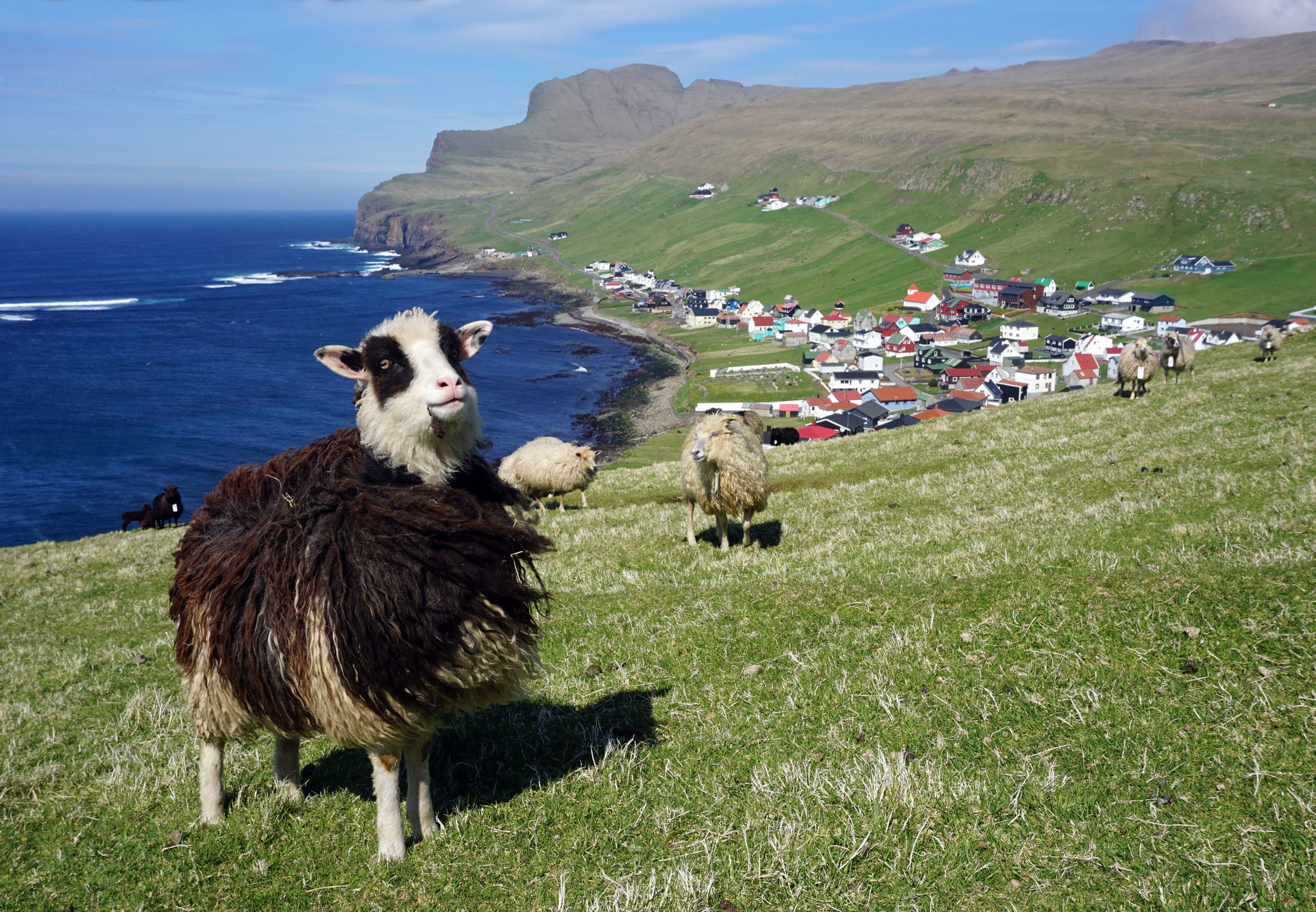 Faroese sheep with the town of Sumba in the background.