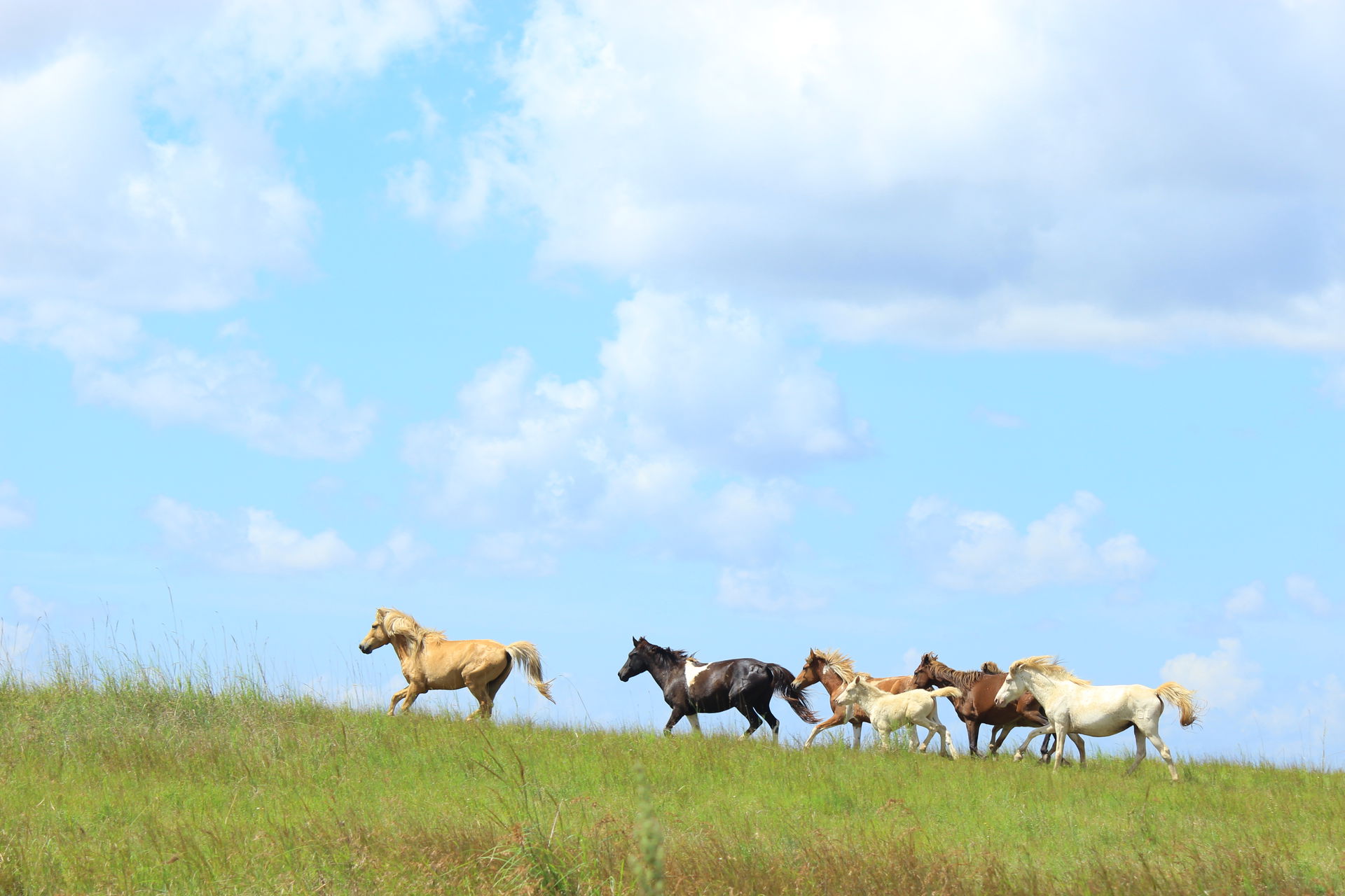 Pulau Sumba merupakan pulau bagian selatan Indonesia yang berad…