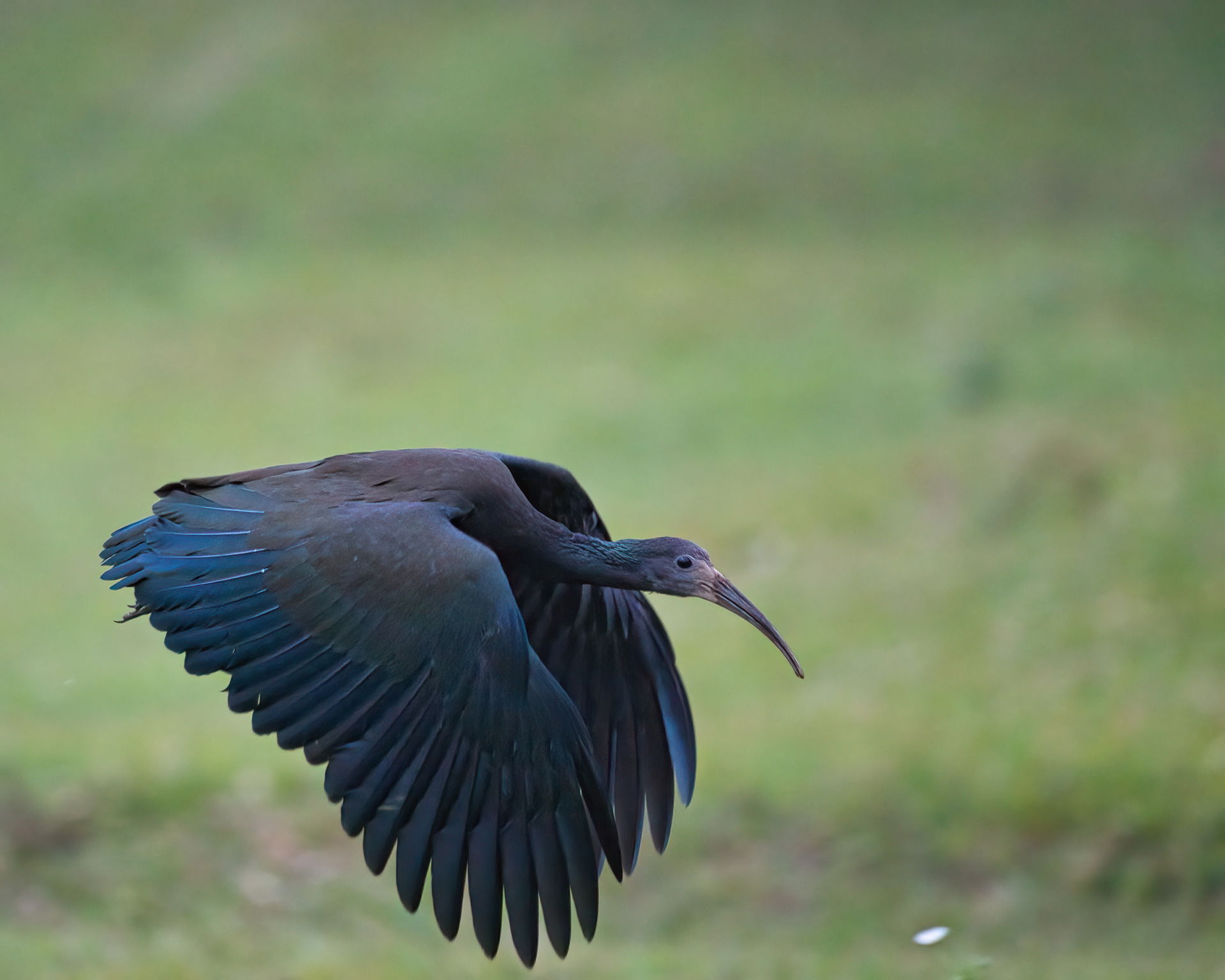 Foto realizada no núcleo cunha do Parque Estadual Serra do Mar …