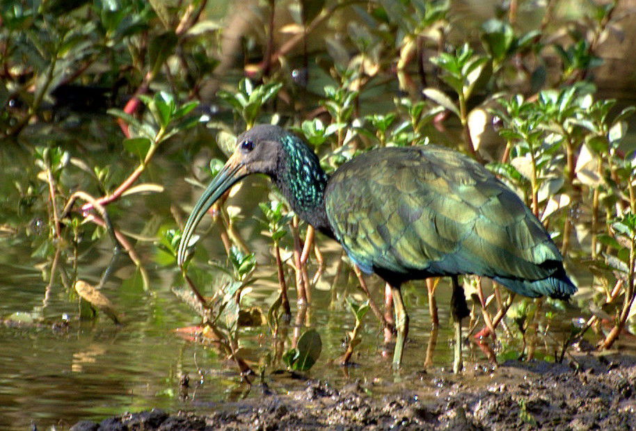 Horto Florestal de São Paulo
