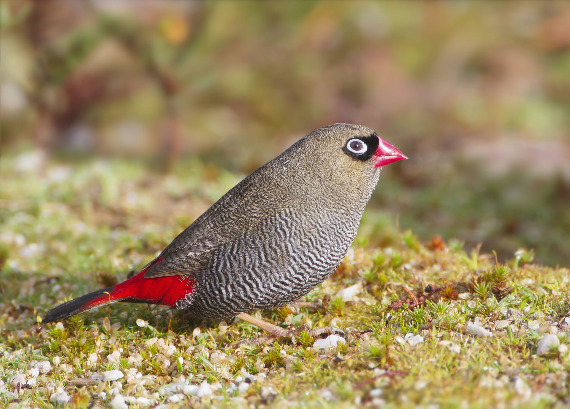 Beautiful firetail (Stagonopleura bella) female, Melaleuca, Sou…