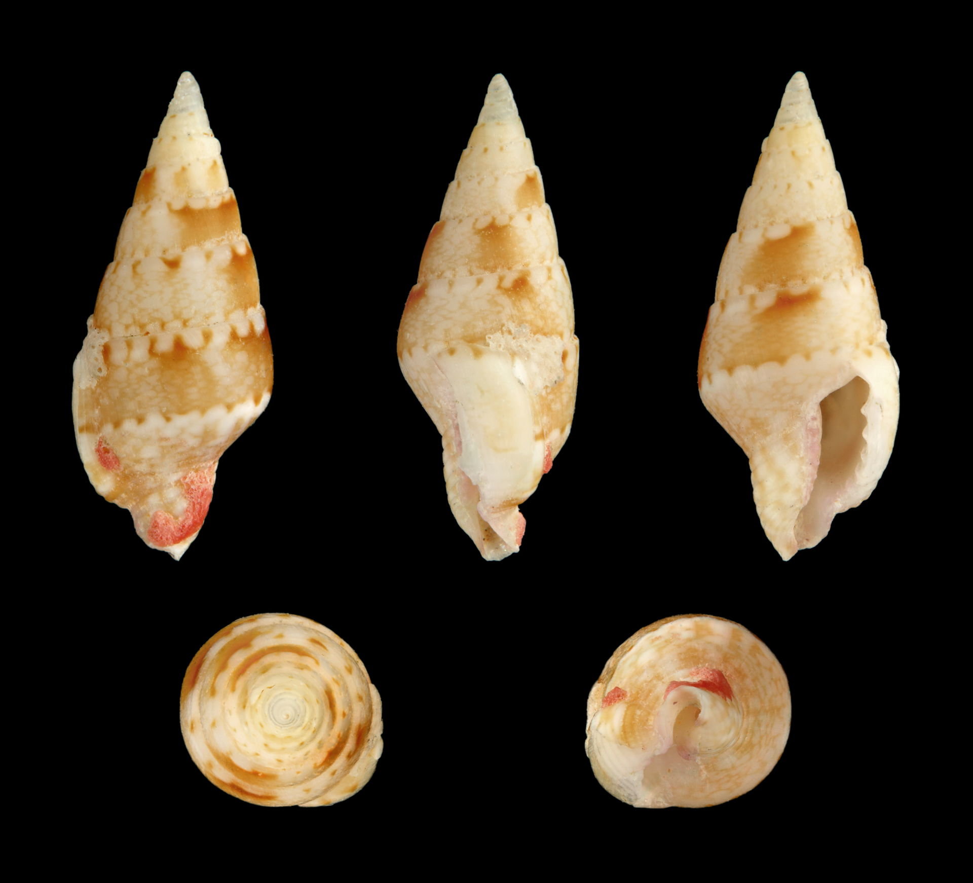 Length 1.1 cm; Originating from Balicasag Island, Philippines; …