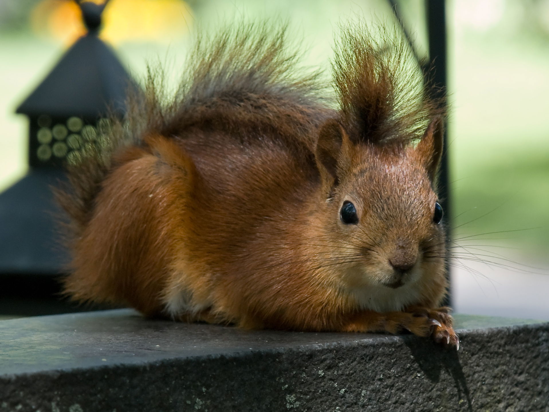 Red squirrel (Sciurus vulgaris) on a tombstone in Turku cemeter…