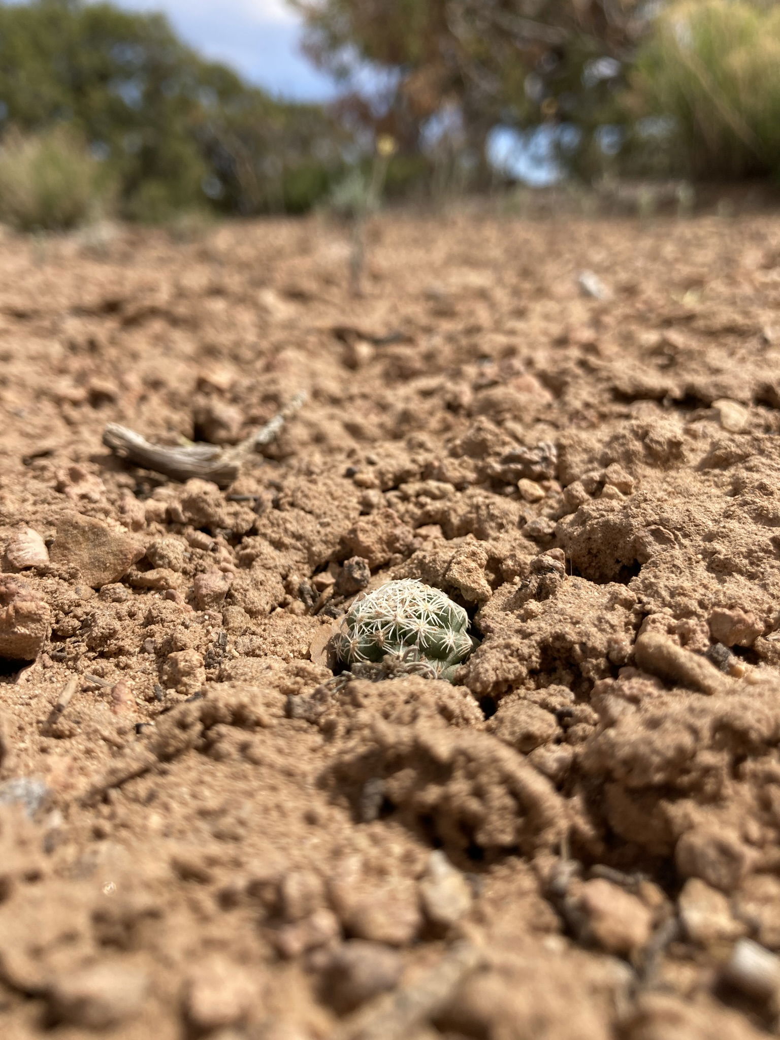 Tiny little thing... Photo by: BLM Utah, Green River District