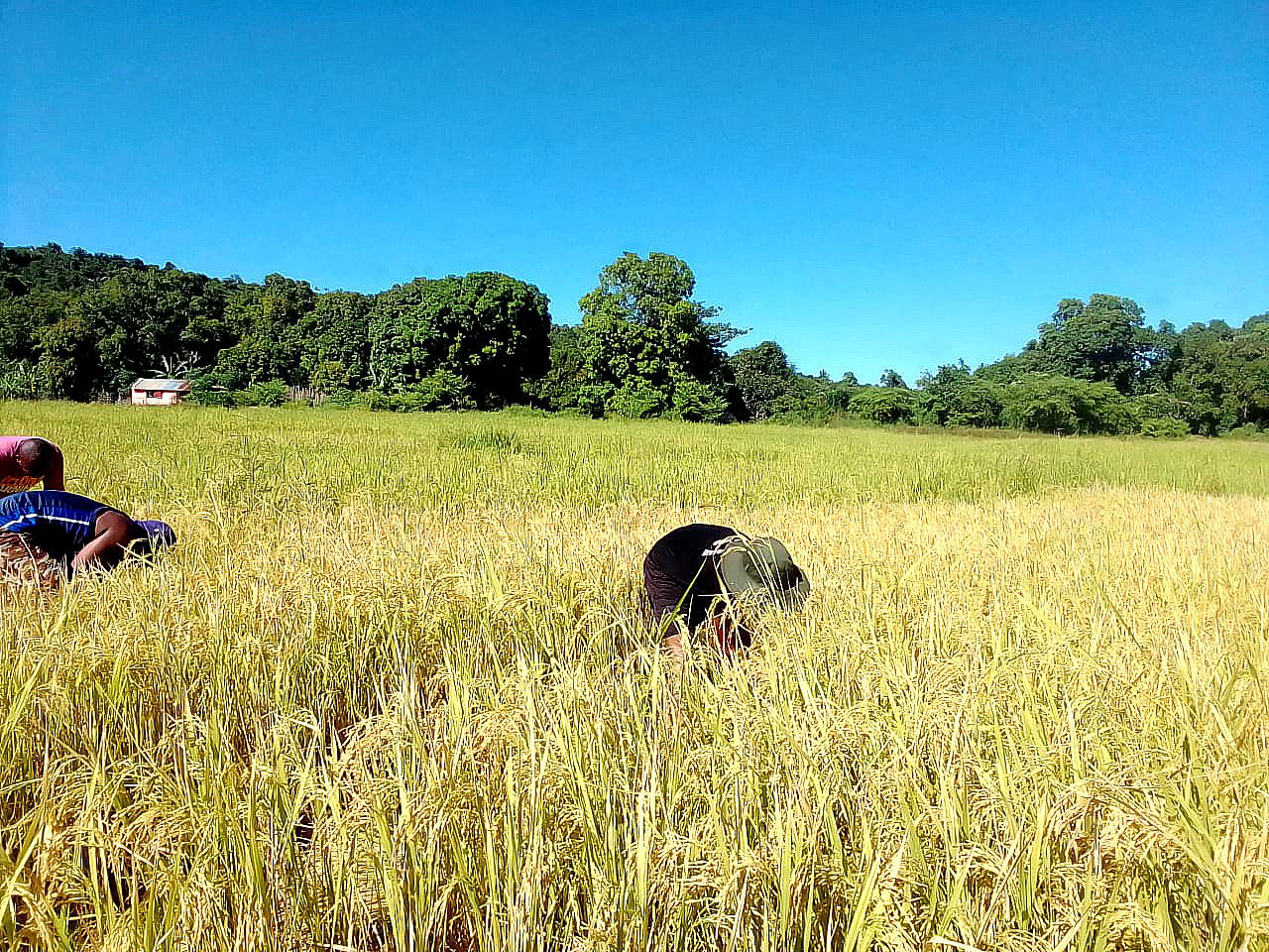 This is an image with the theme "Farm to Plate" from: