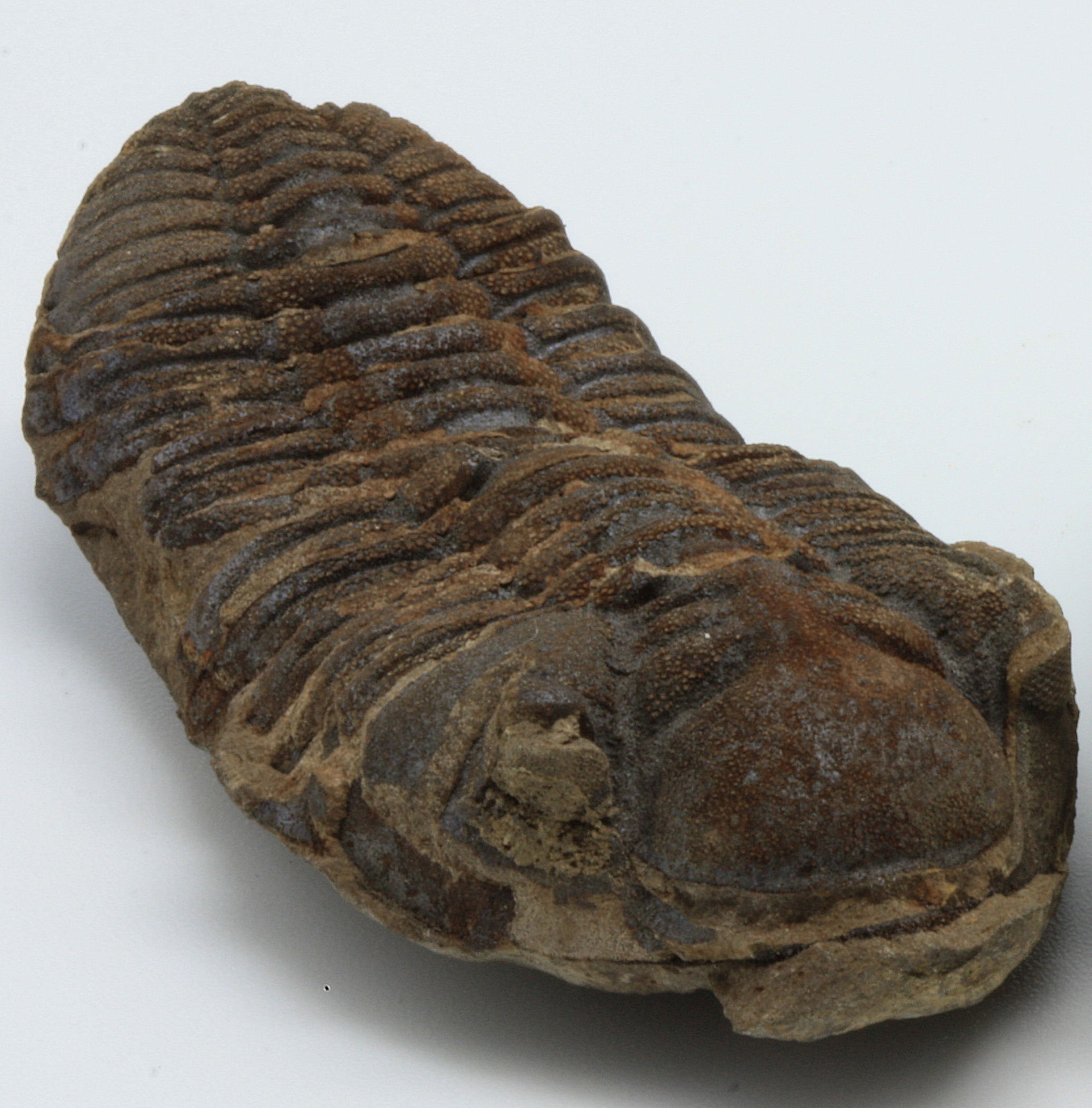 An Eldredgeia eocryphaea trilobite, Order Phacopida, Family Cal…