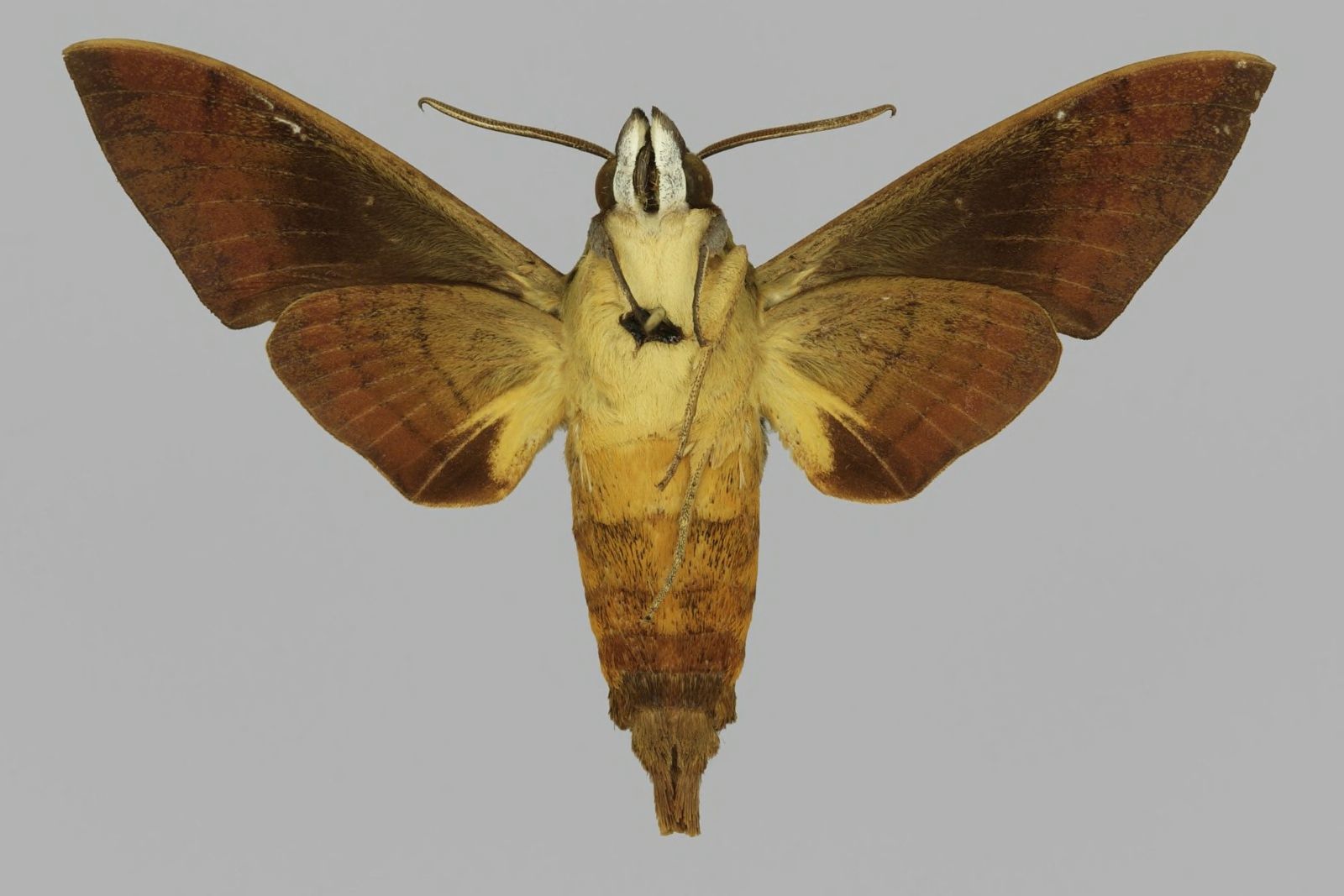 Atemnora westermannii, male, underside. Ghana, Gold Coast, 75 m…