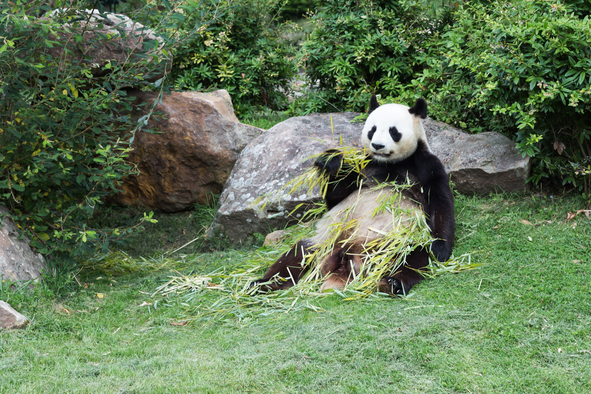 Ailuropoda melanoleuca (Giant Panda) male in the ZooParc Beauva…