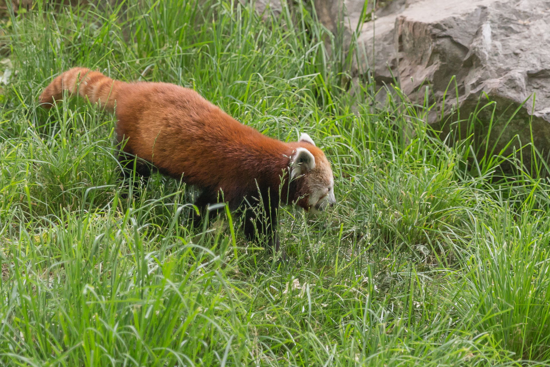 Ailurus fulgens (red panda) in the parc de la Tête d'Or in Lyon…