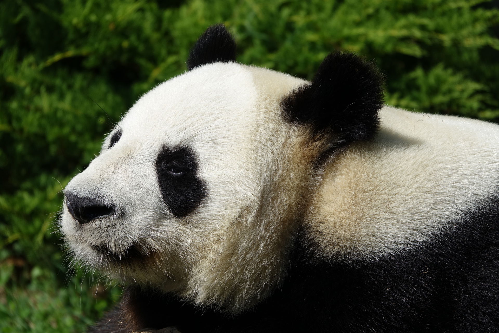 Giant pandas (Ailuropoda melanoleuca) at zooParc in Beauval (Sa…