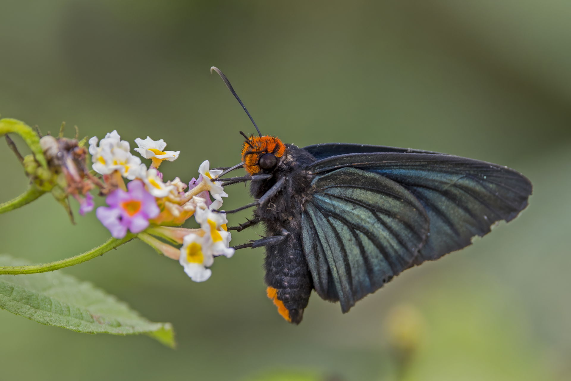 African giant skipper (Pyrrhochalcia iphis) male, on lantana, S…