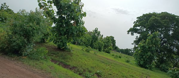 Savelugu