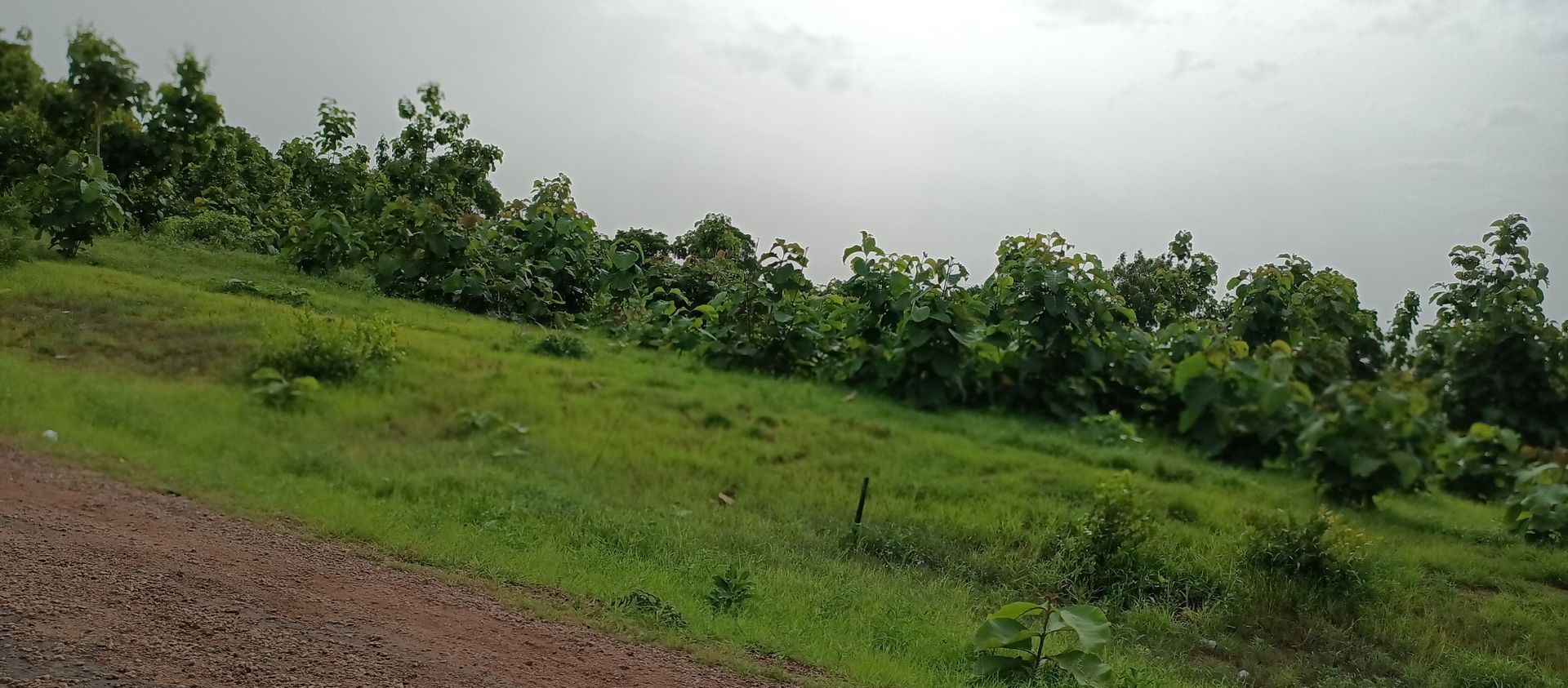 Savelugu Municipal vegetation, Northern Ghana