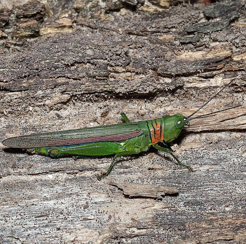 Eumecacris tournavista. Species of insect.