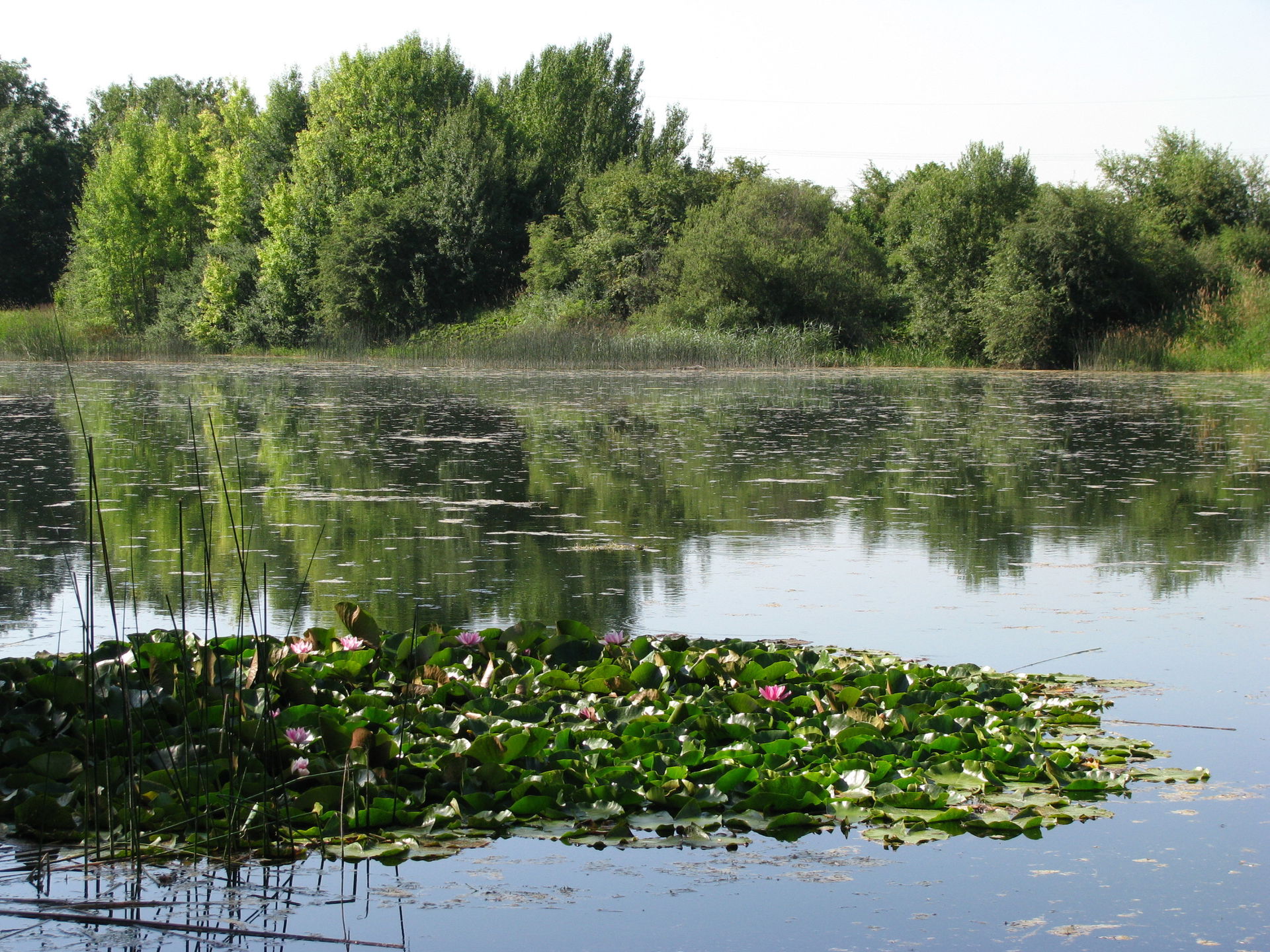 Baggersee am Hart