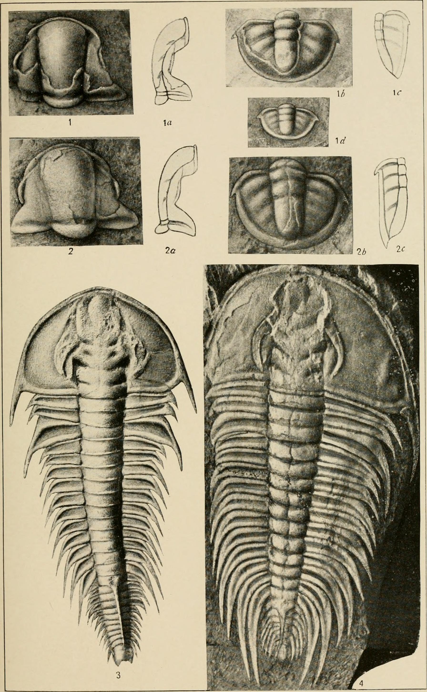 Identifier: smithsonianmisce671924smit (find matches)
Title: Sm…
