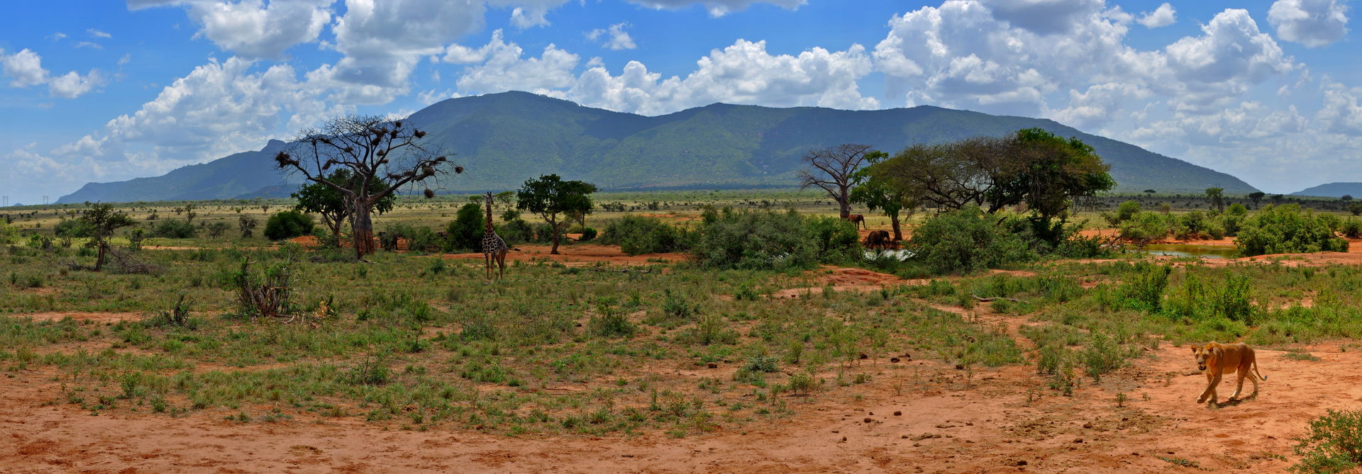 Tsavo East National Park panorama. You can see giraffes, elepha…