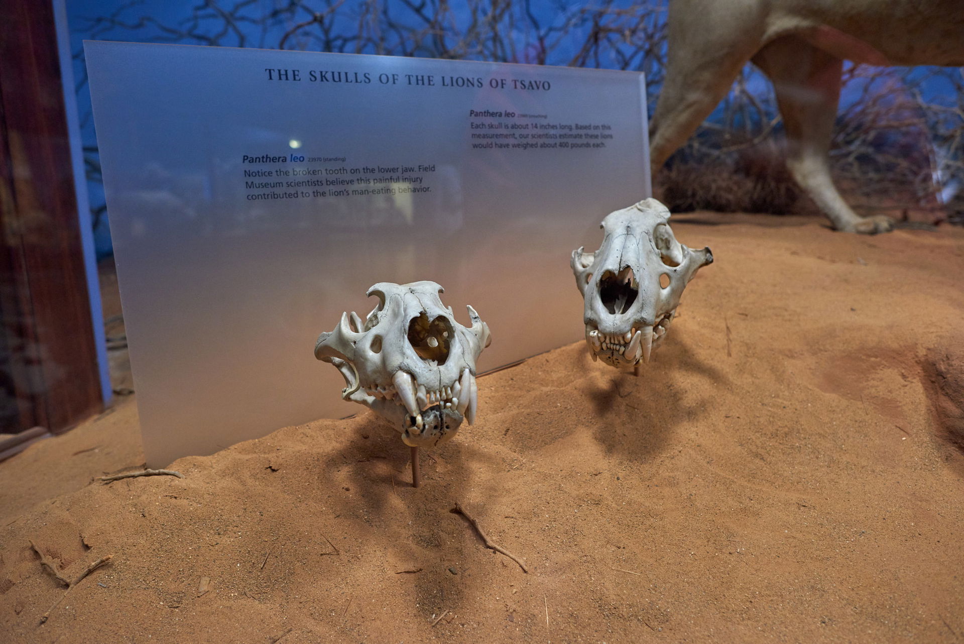 Tsavo Lion skulls on display at the Field Museum in Chicago