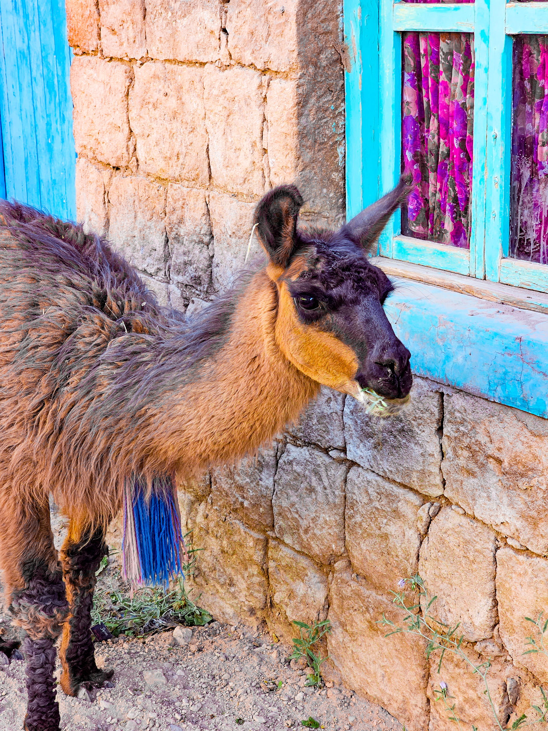 Llama en Toconao Pueblo