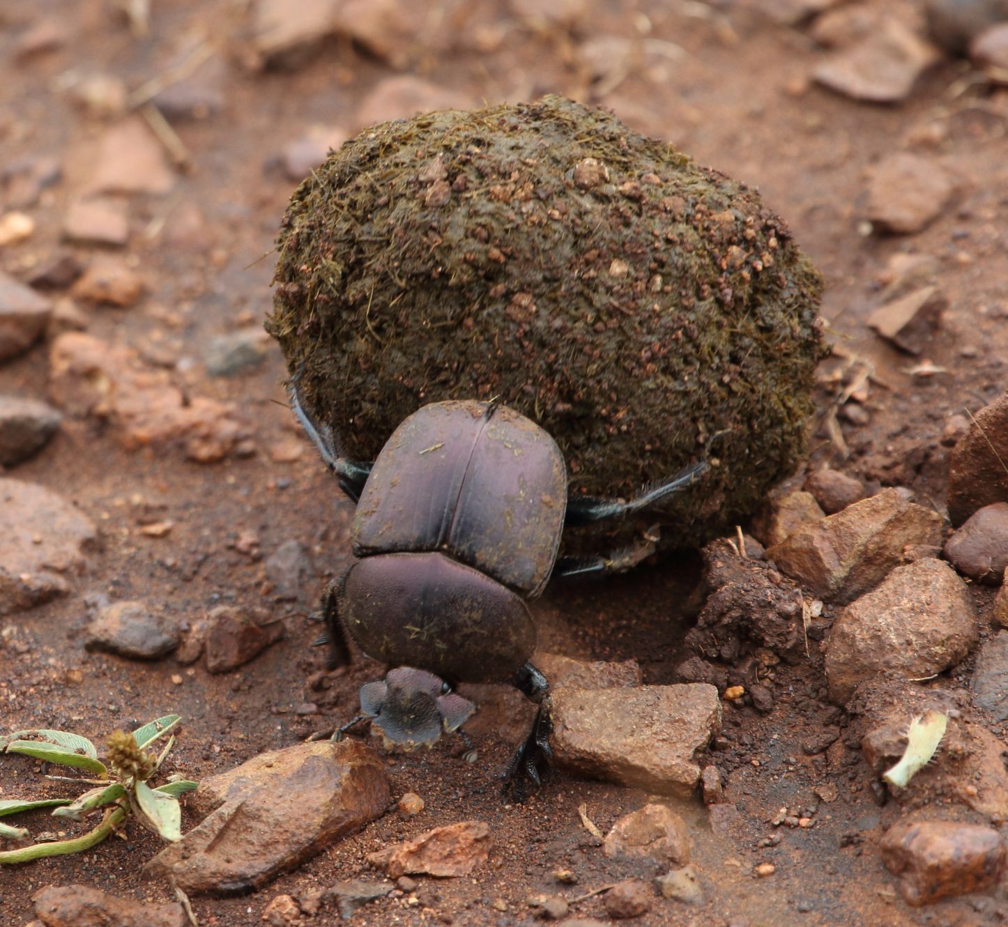 Kheper subaeneus, a dung beetle; at Manyoni Private Game Reserv…