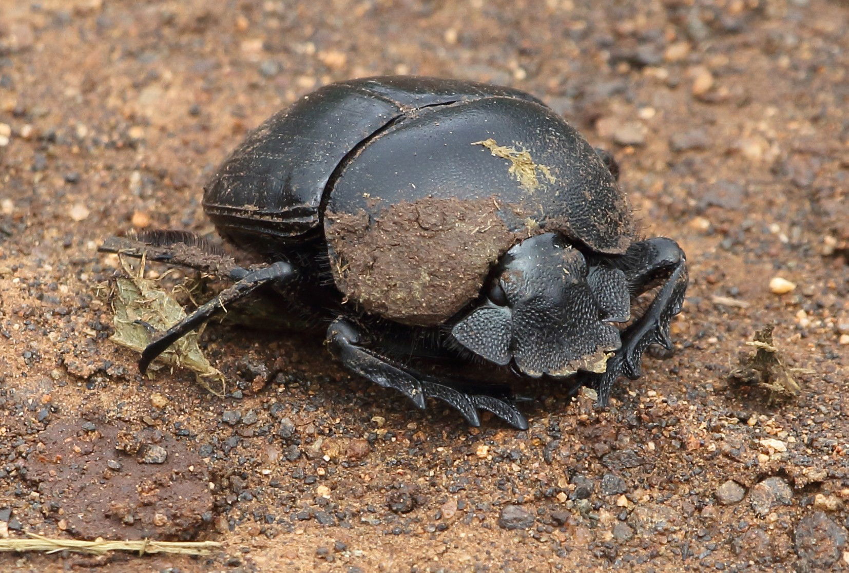 Scarabaeus deludens, a dung beetle; at Manyoni Private Game Res…