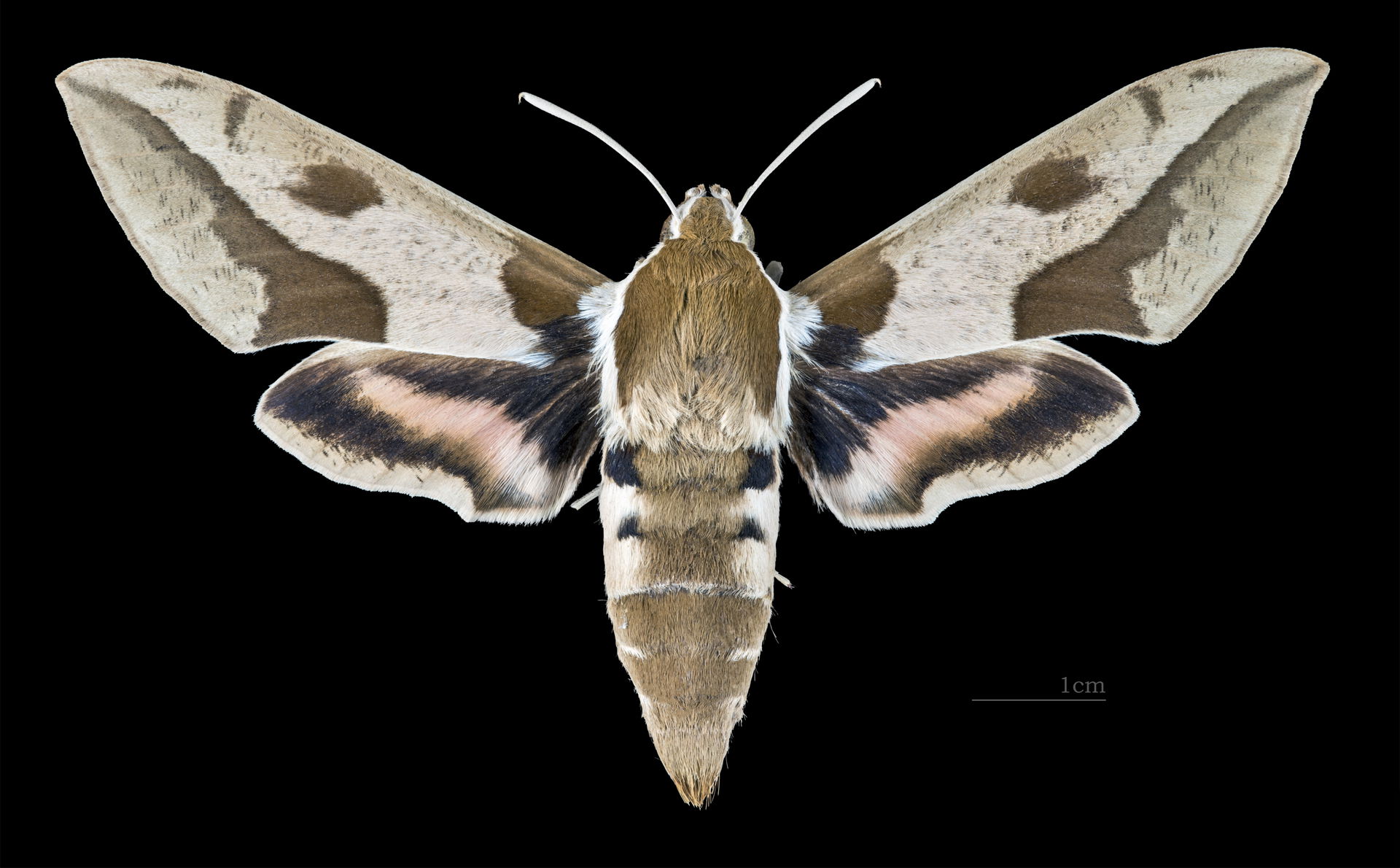 Hyles nicaea - Dorsal side
Collection of the Mathematician Laur…