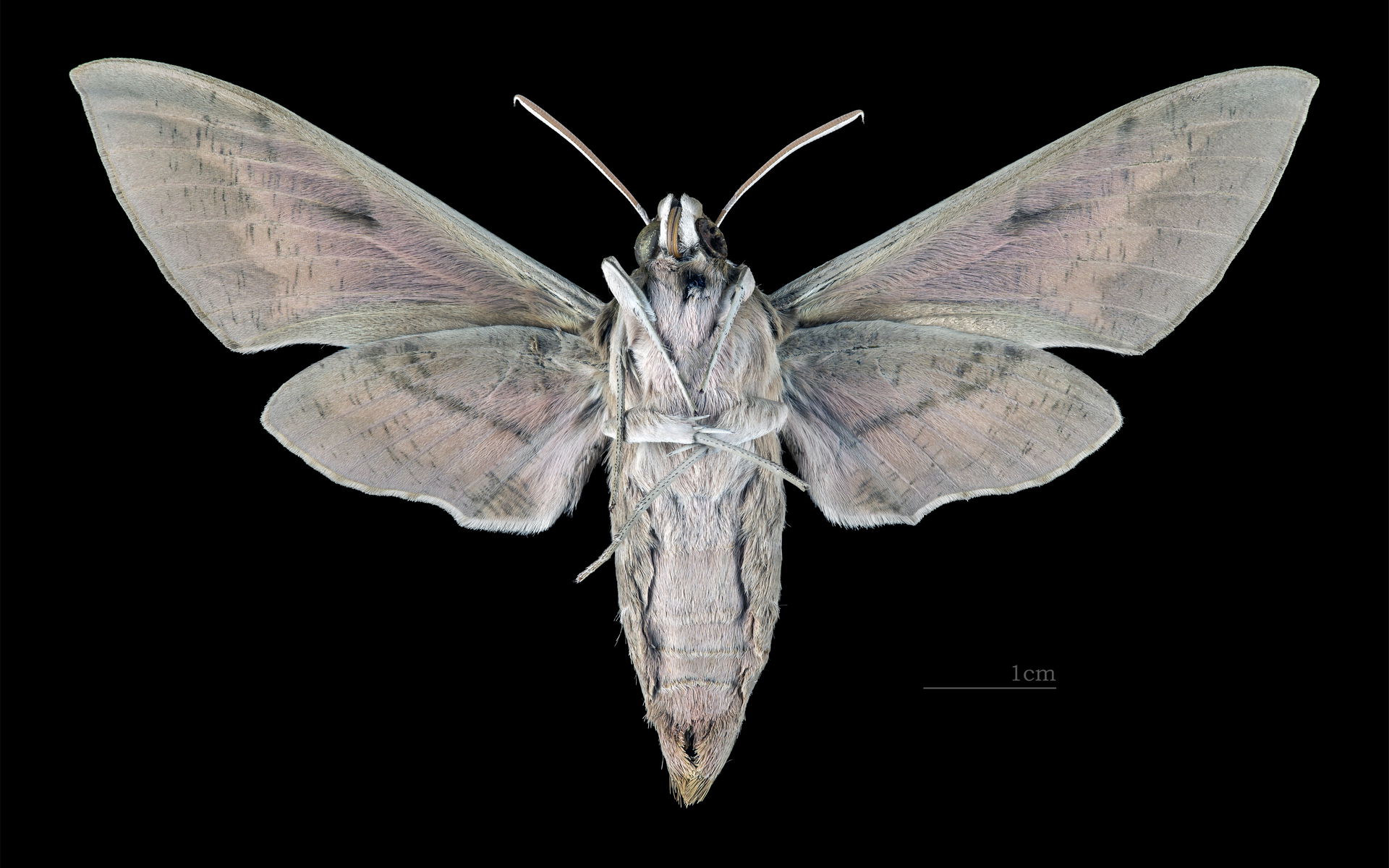 Hyles nicaea - △ Ventral side
Collection of the Mathematician L…