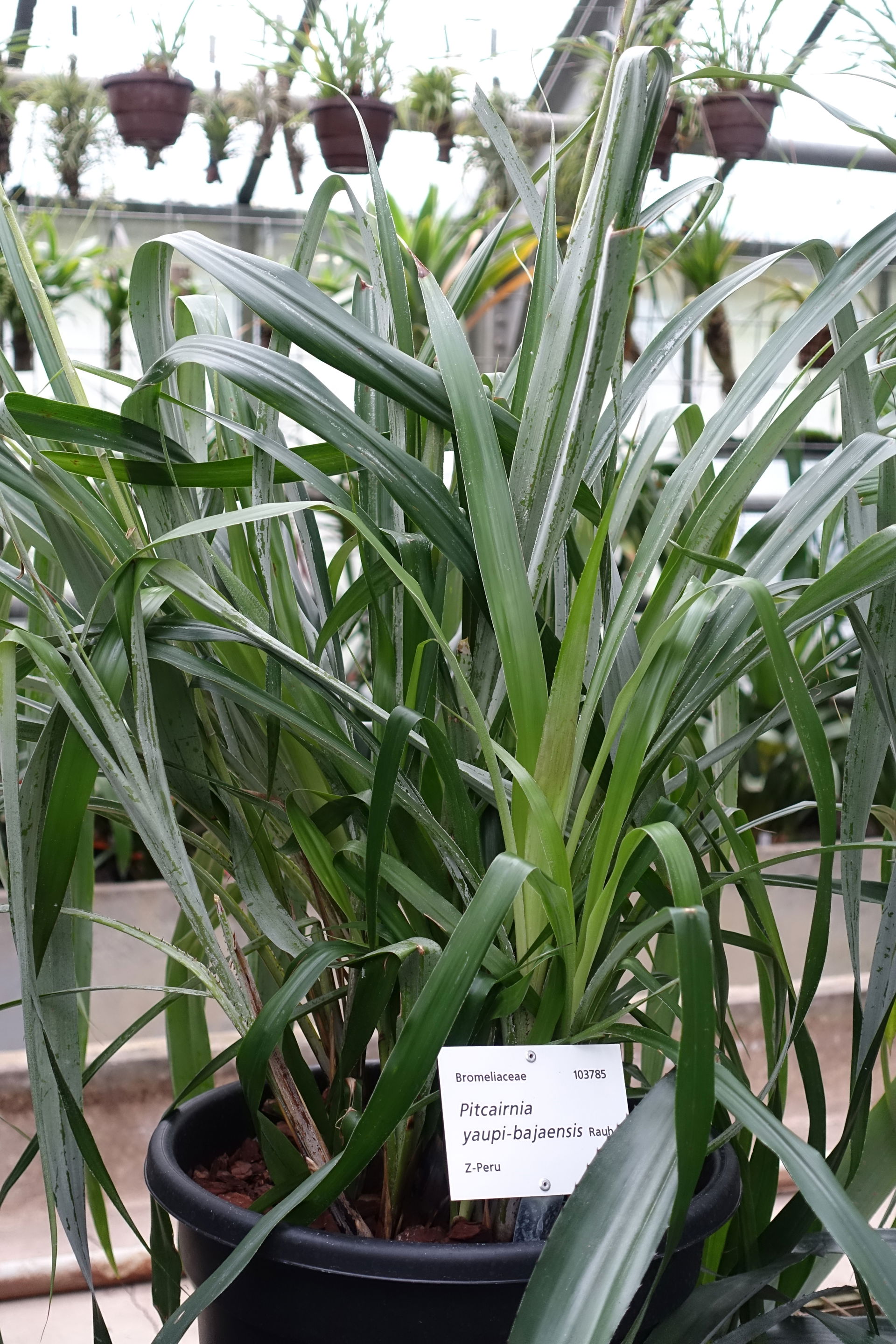 Botanical specimen in the Botanischer Garten - Heidelberg, Germ…