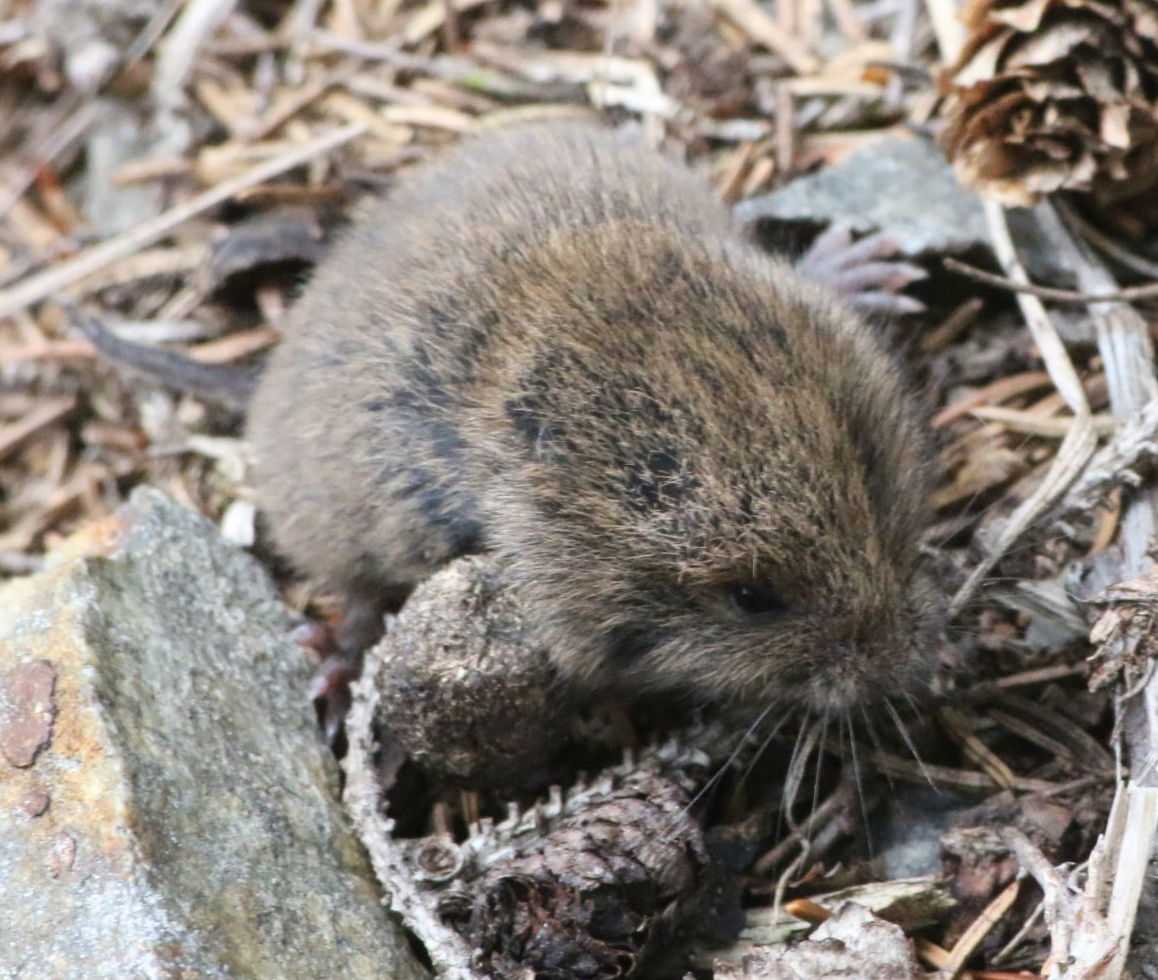Microtus subterraneus in Obří důl valley, Krkonoše mountains, C…