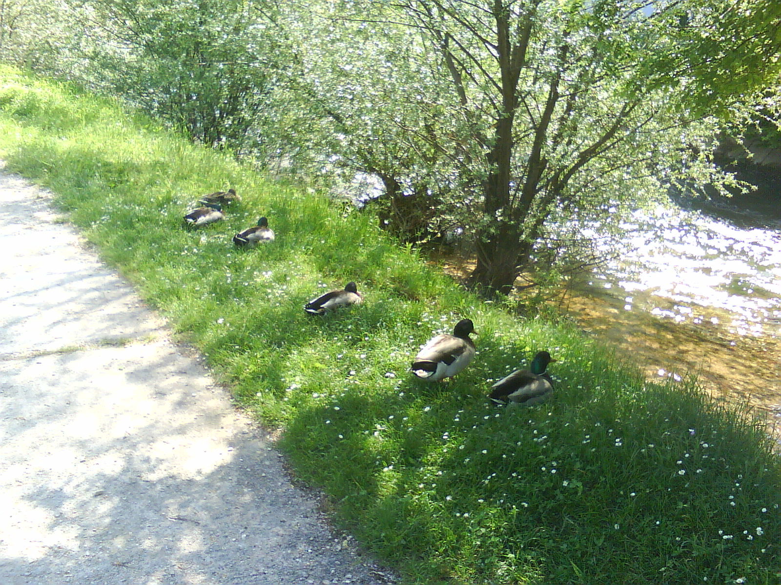 Ducks by river Lištica, Široki Brig